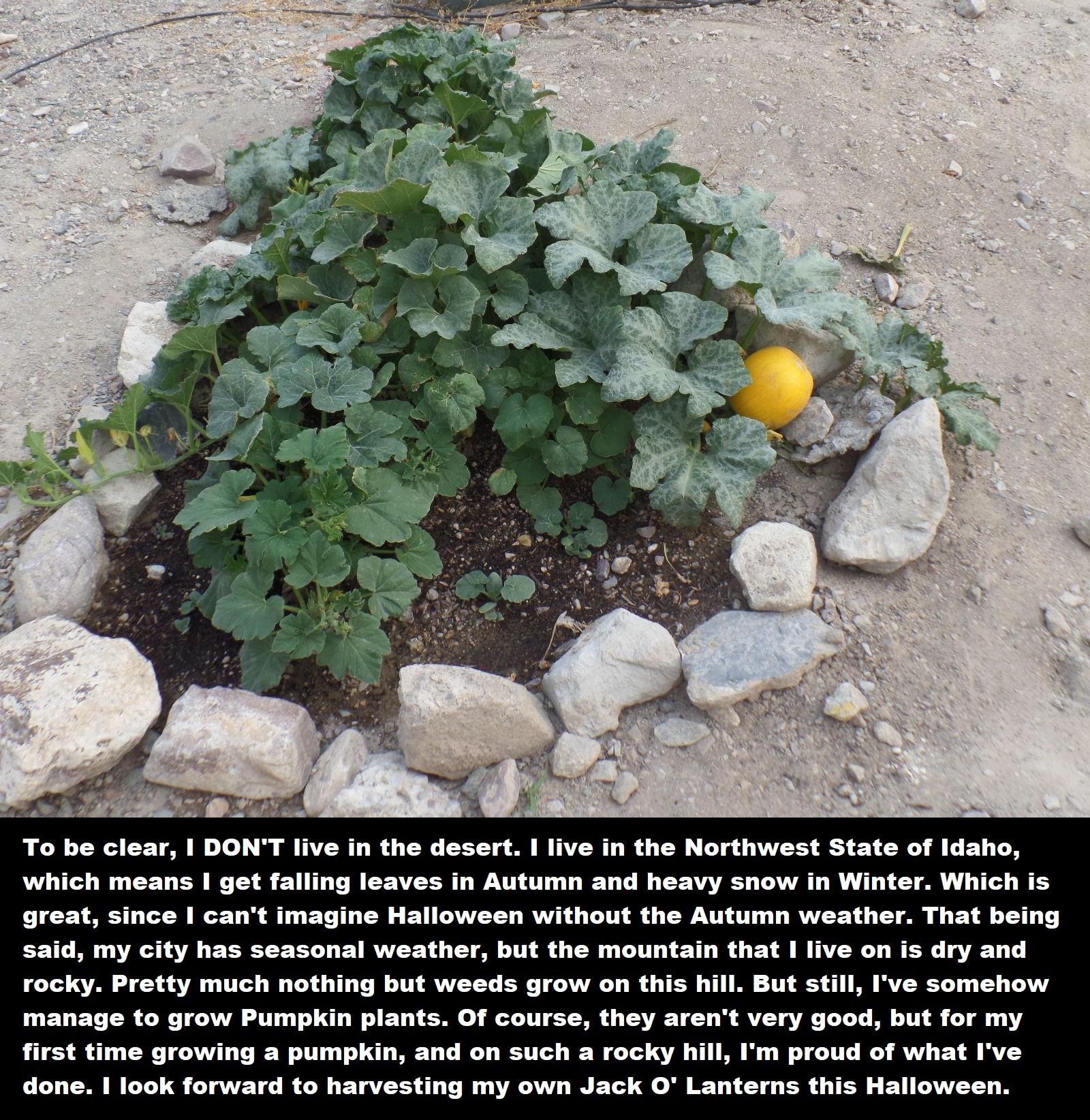 Does anyone grow their own Pumpkins / Jack O' Lanterns? [Short story