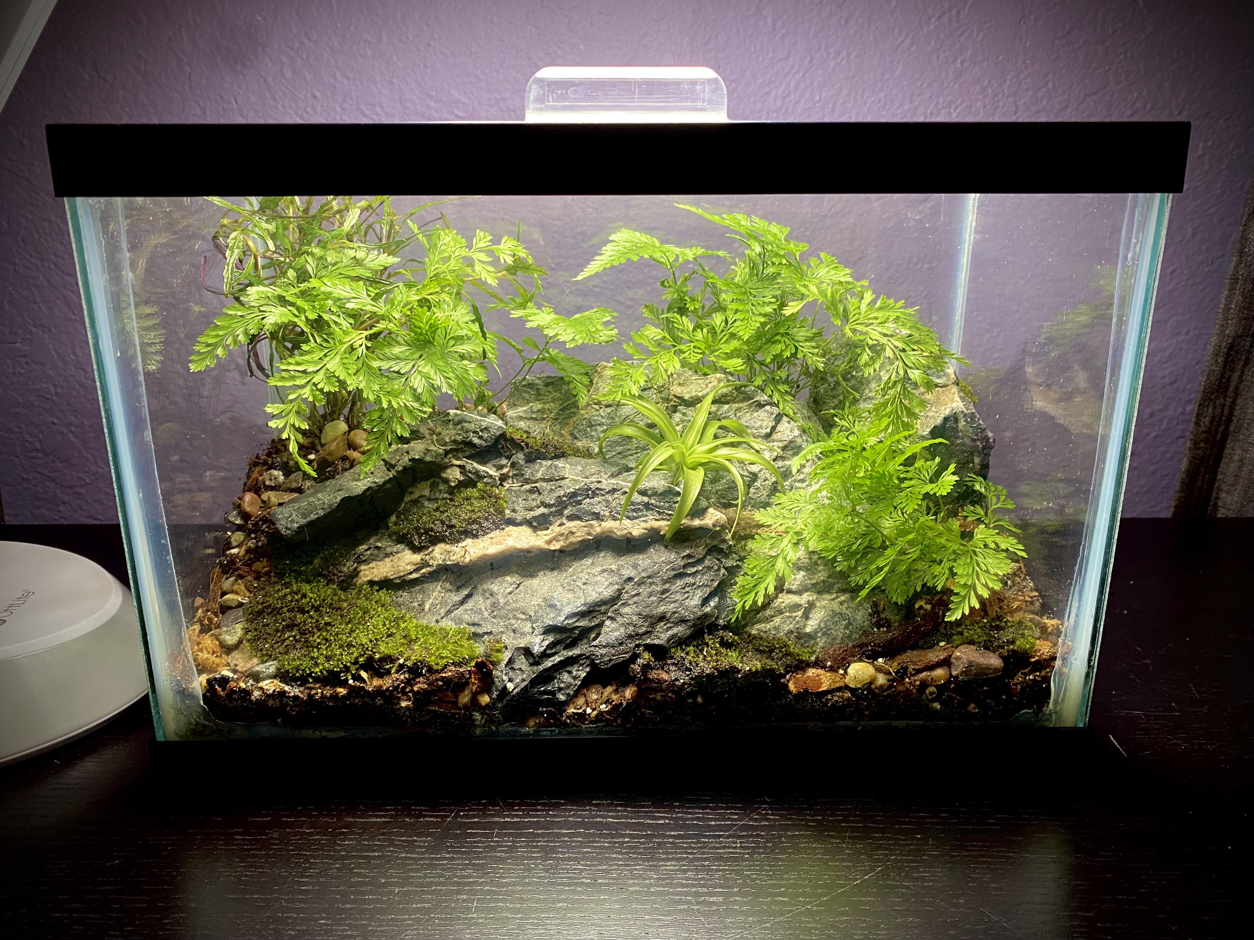 My first terrarium. 2.5 gallon. r/terrariums