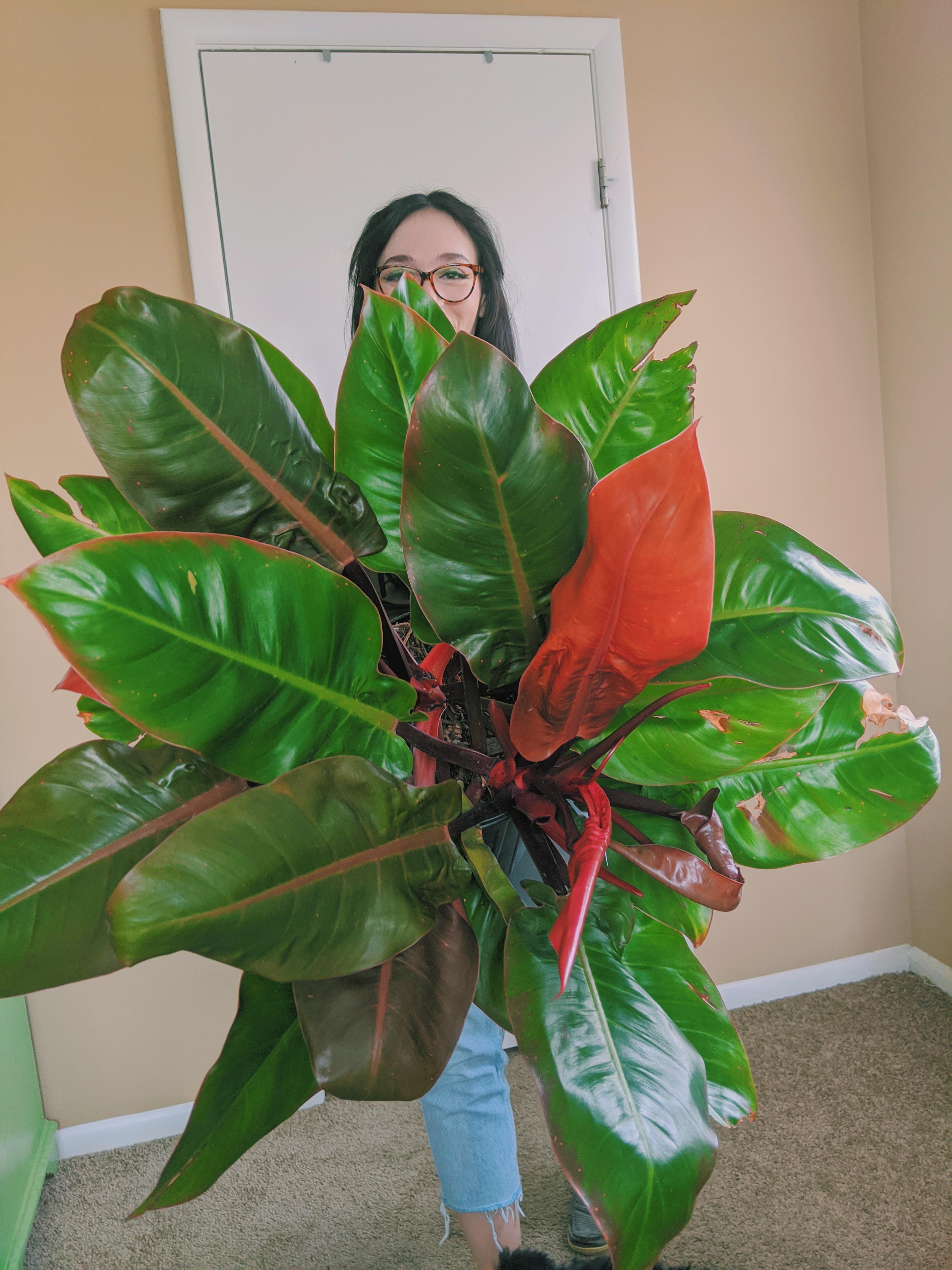 Weekend blessings from my Philodendron Prince of Orange