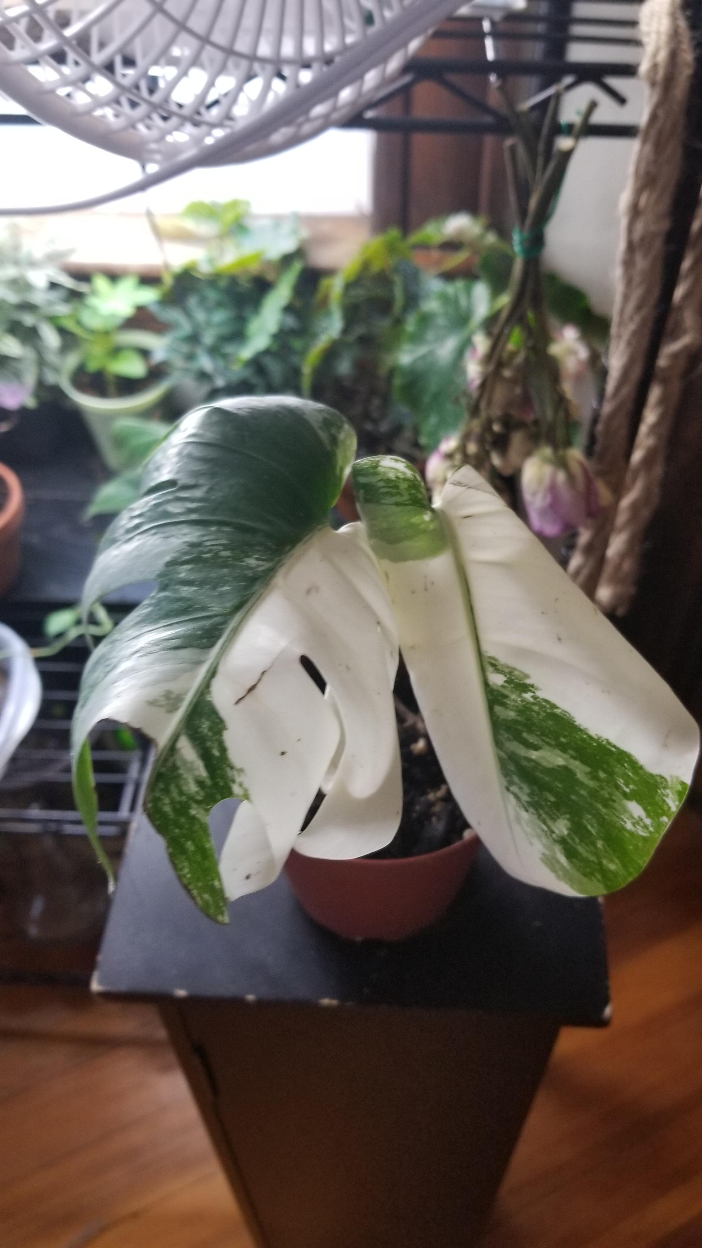 Looking for a philodendron pink princess, trading a variegated monstera