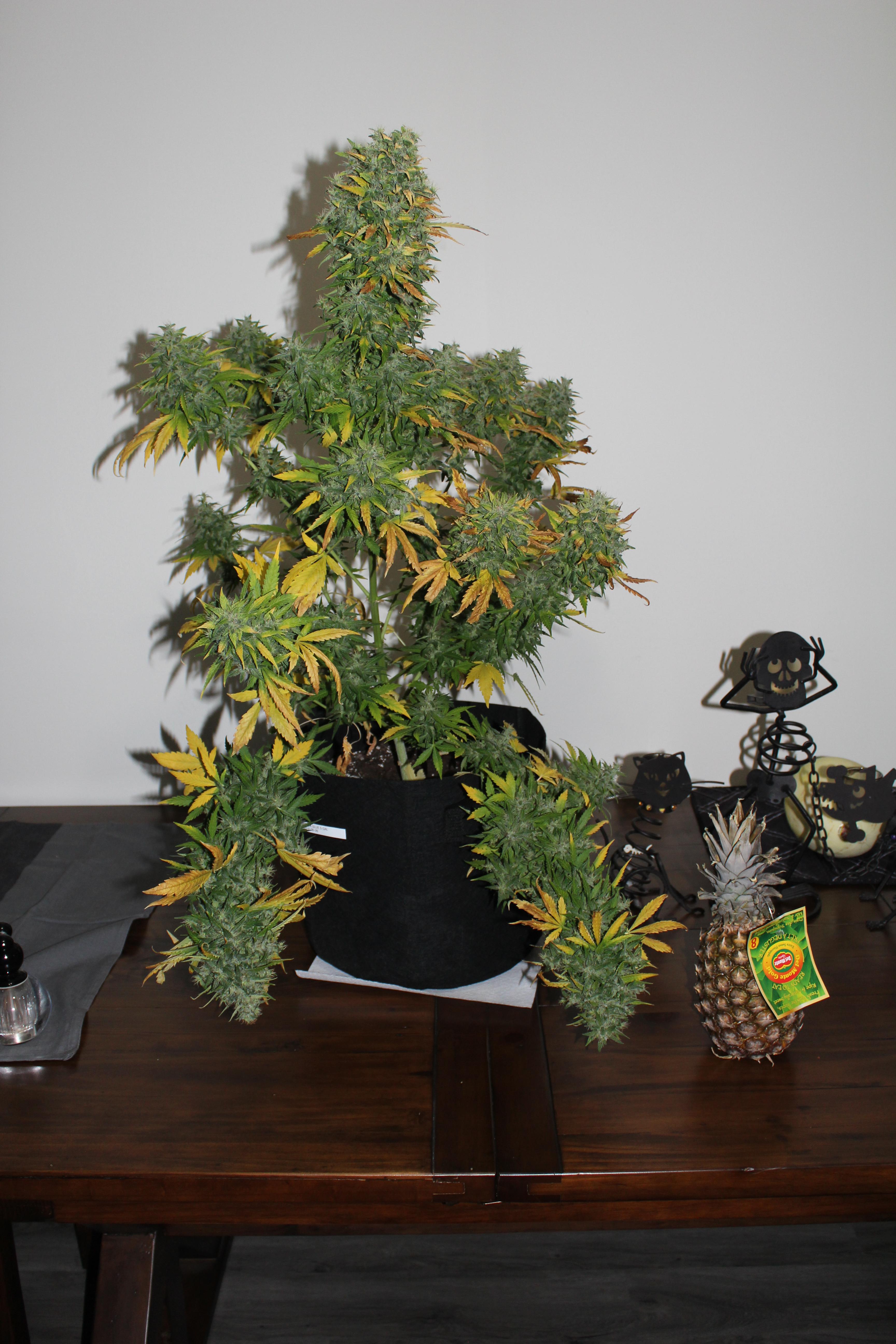 My best grow yet! My pride and joy! loved this grow! Auto GG4