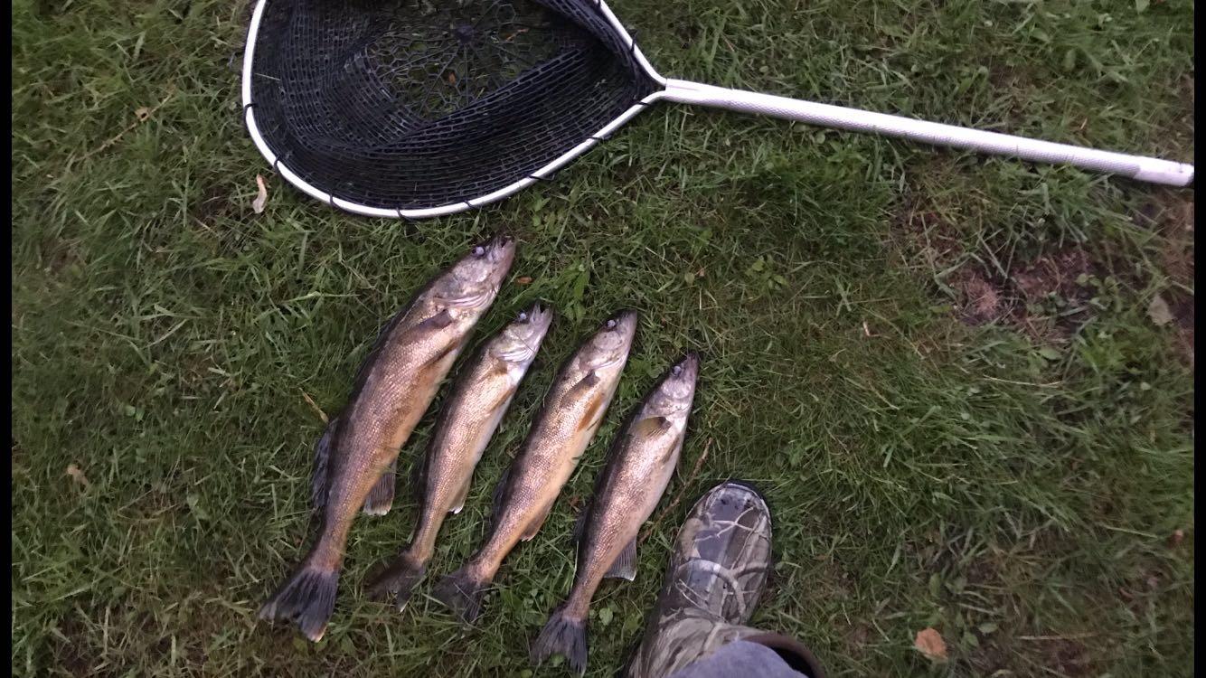 5 best r/fishsudbury images on Pholder Day 2 of fishing Bass Lk. In