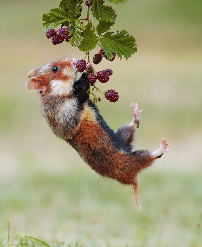 Wild hamster tries to feast on blackberries r/pics