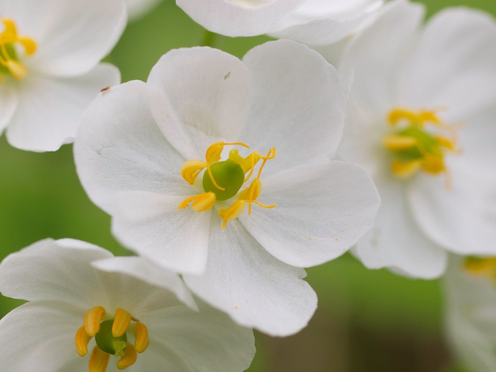 Skeleton flower BotanicalPorn