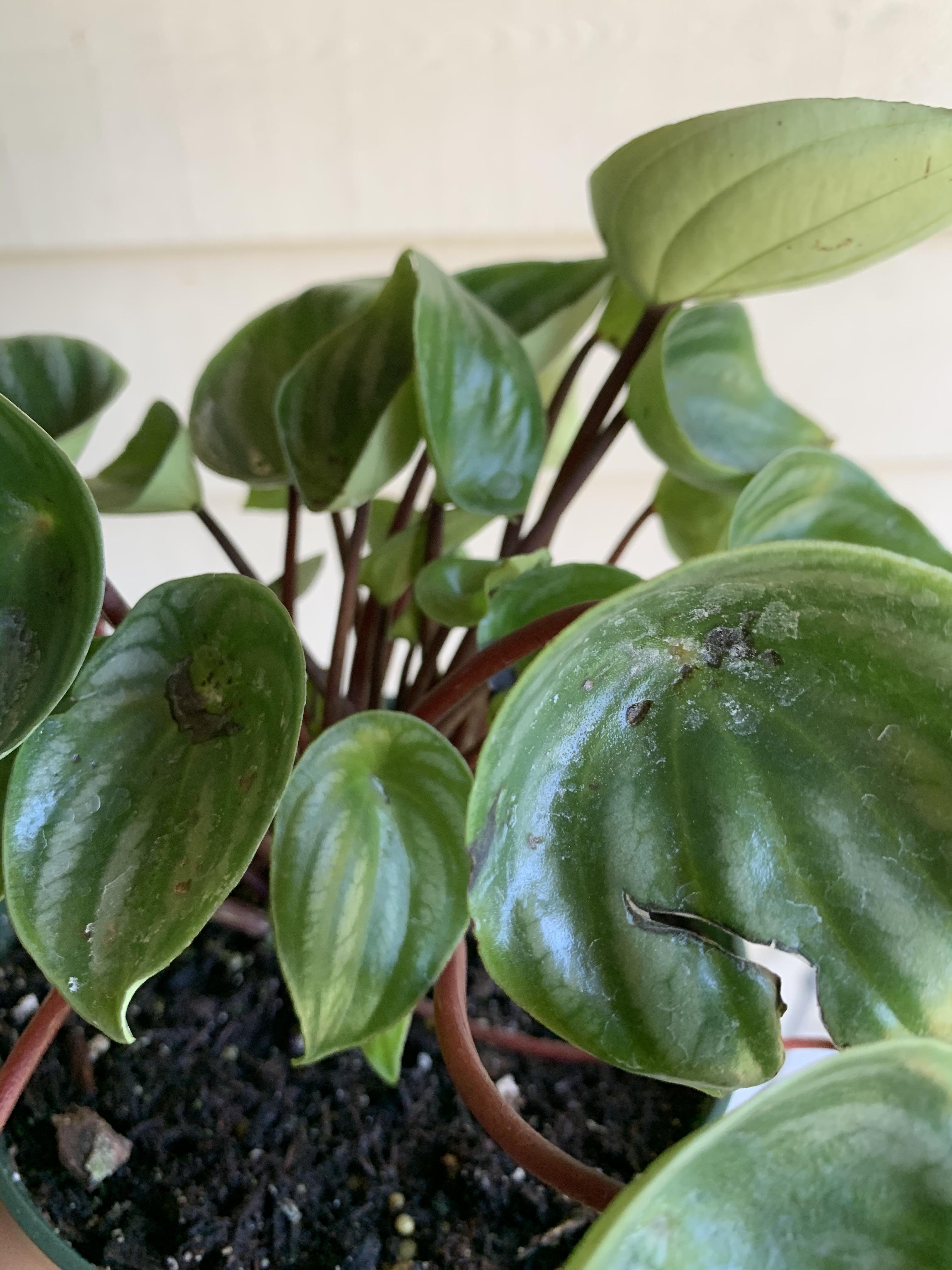 What’s wrong with this watermelon peperomia? I brought it home from the