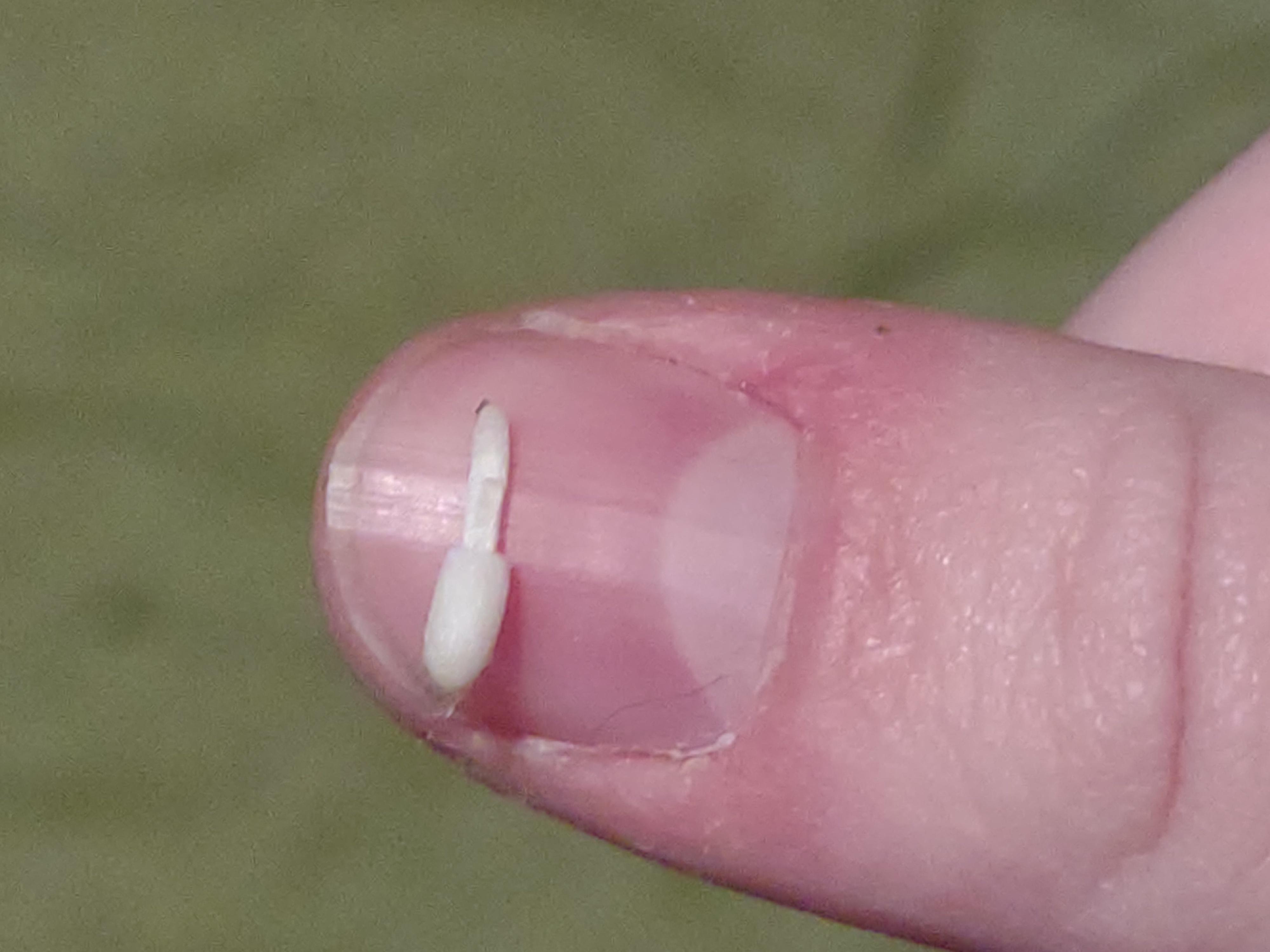 This was in my baby snails enclosure r/snails