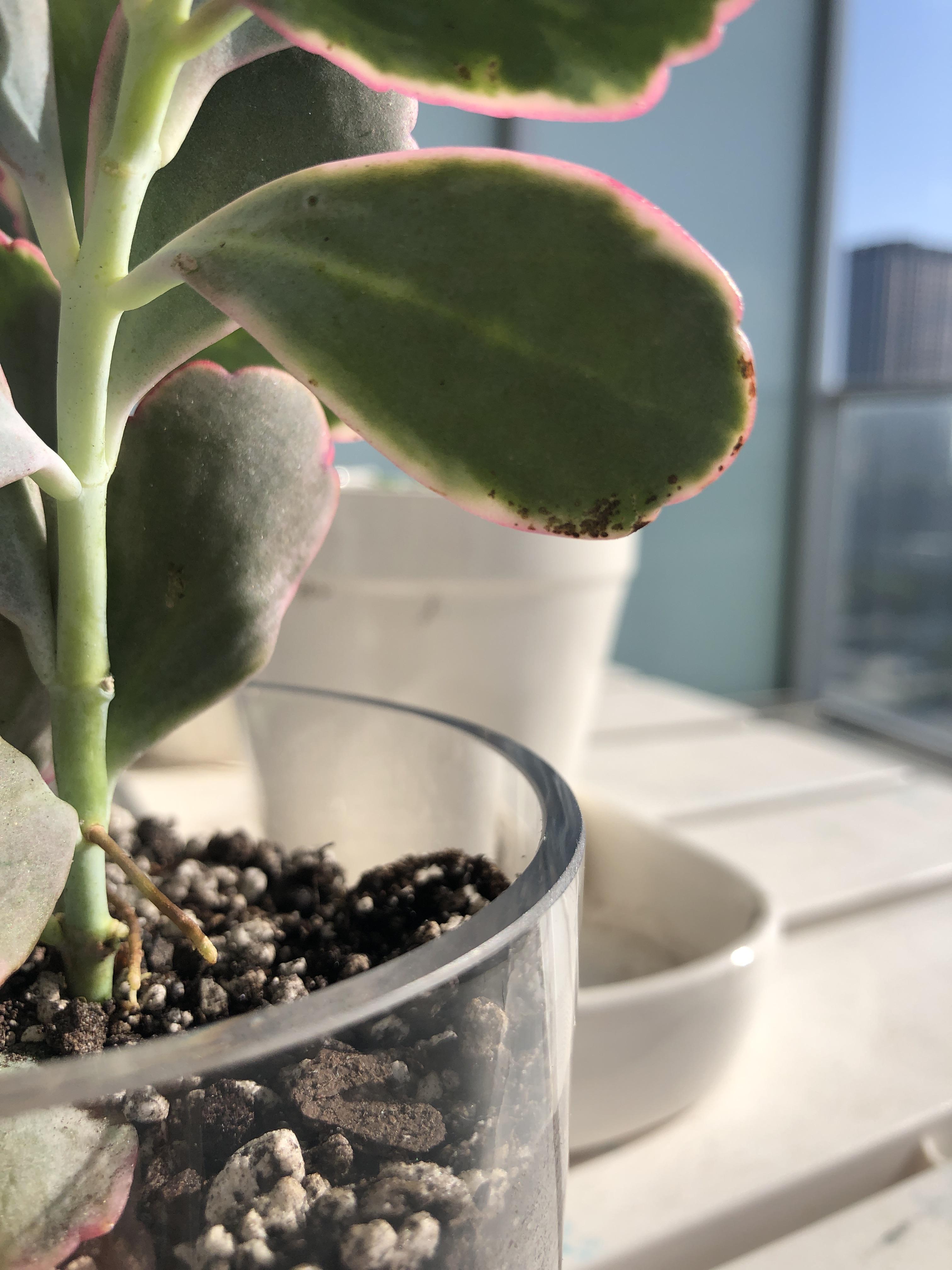 Brown spots on succulent leaves. Is this pests or disease? r/plantclinic