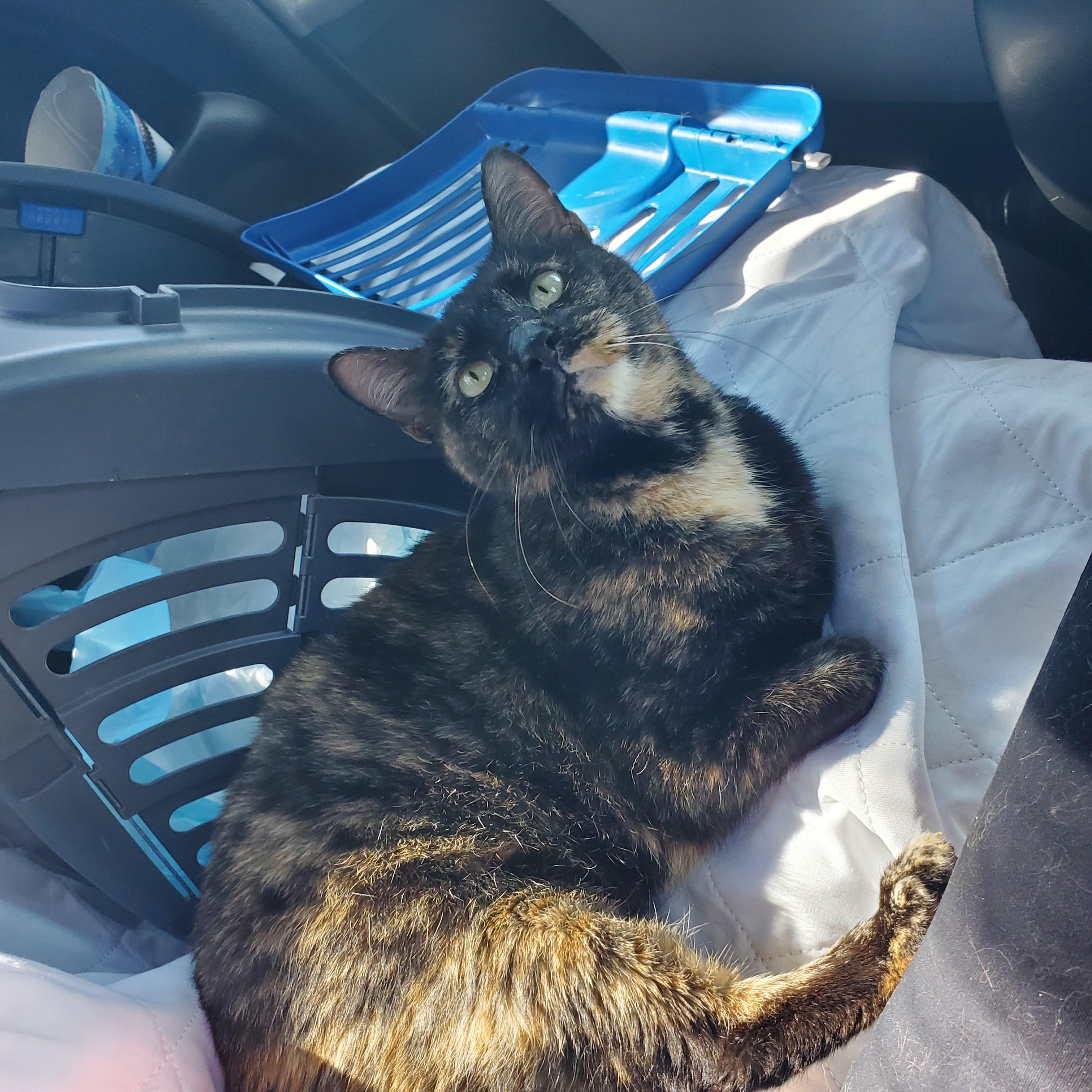 The "manx" cat my MIL adopted was peeing on her bed. Unsure if it was