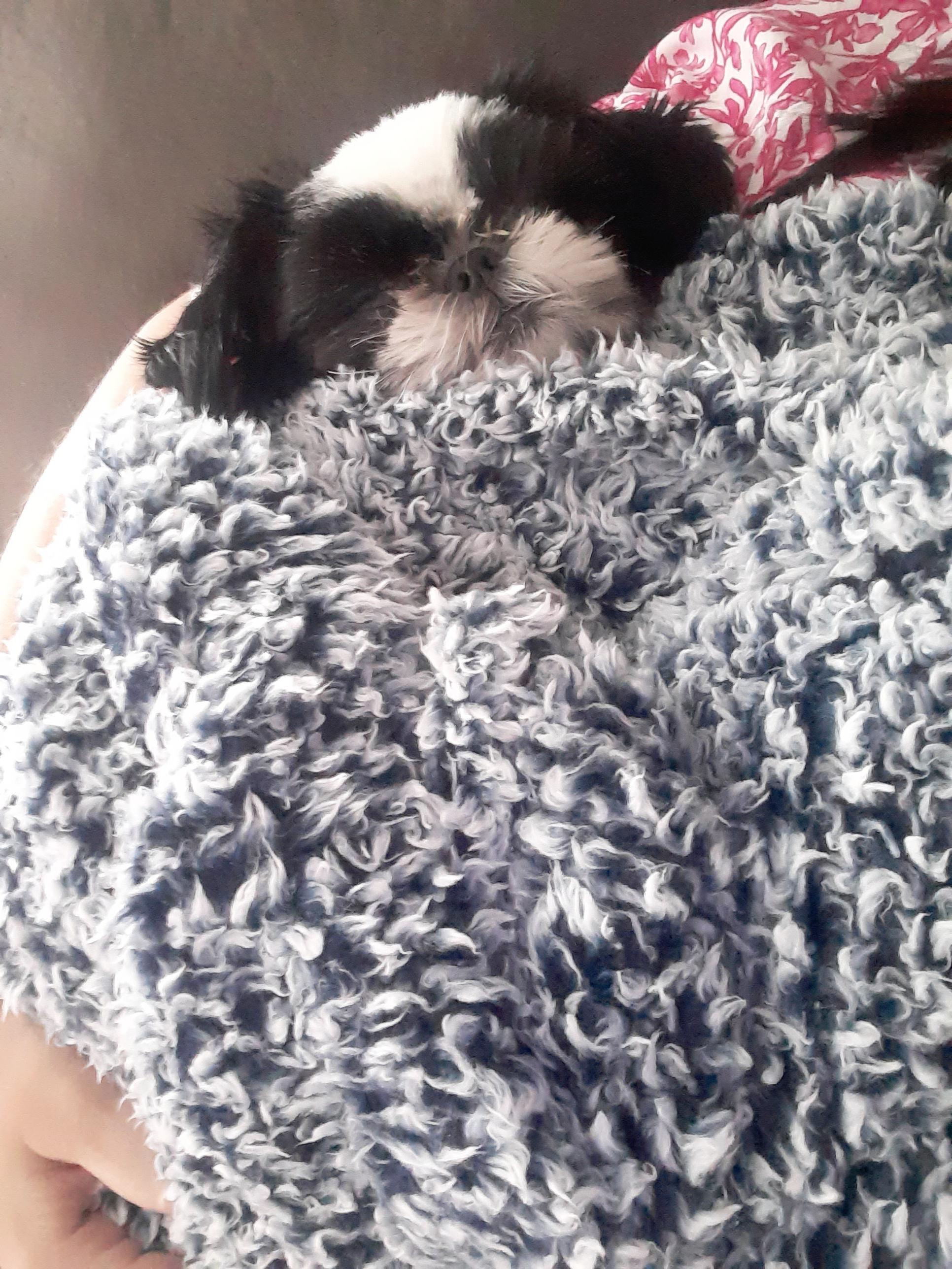 Expecting my first "human" baby in January.I've been practicing my