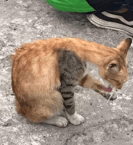 Rare special kitty r/MadeMeSmile