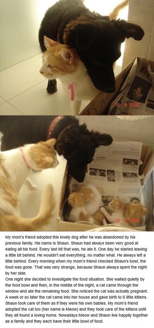 Good dog takes care of cat family wholesomememes