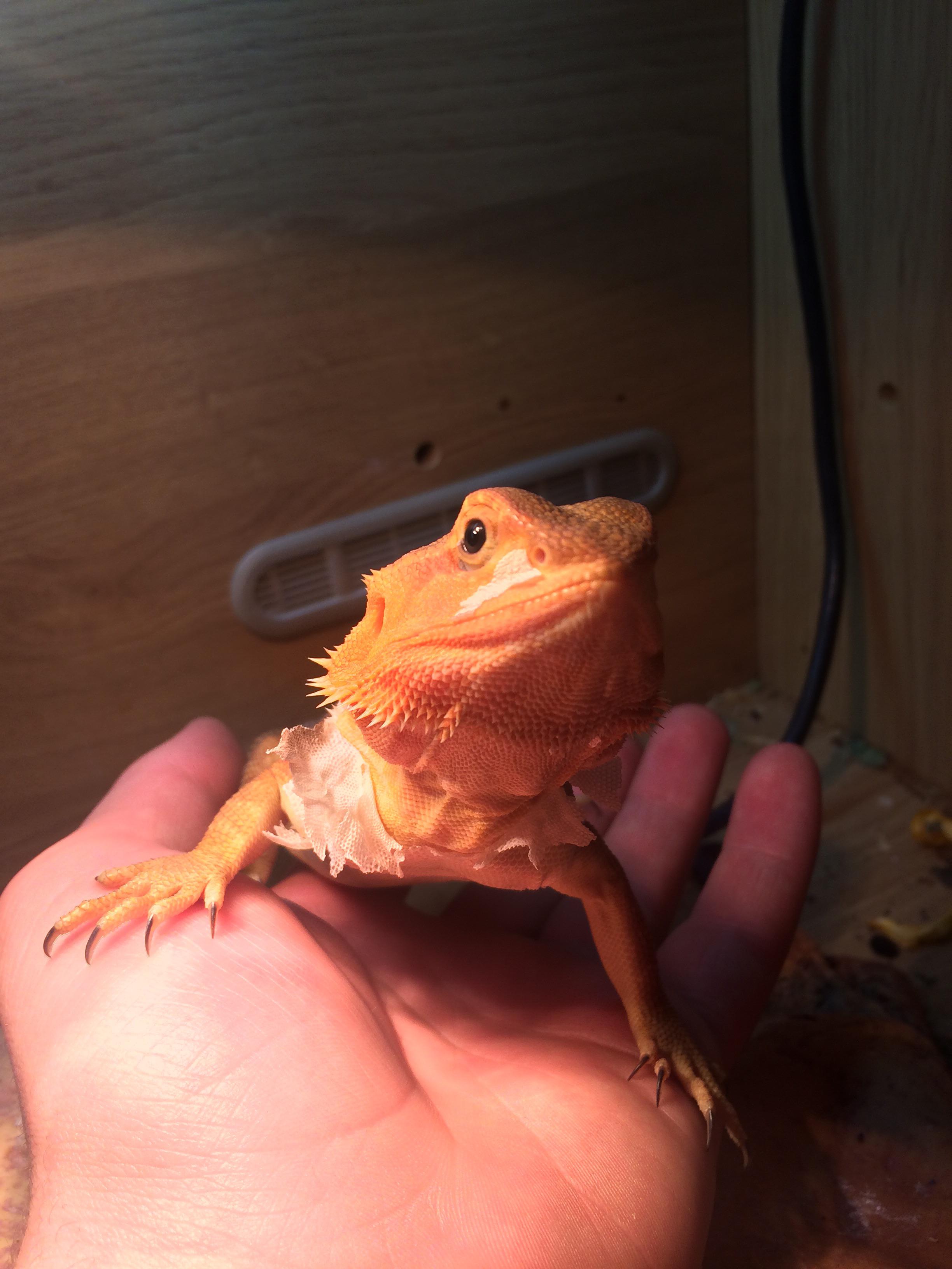 Can I get a little love for my beardie, Barbara? She’s shedding so she