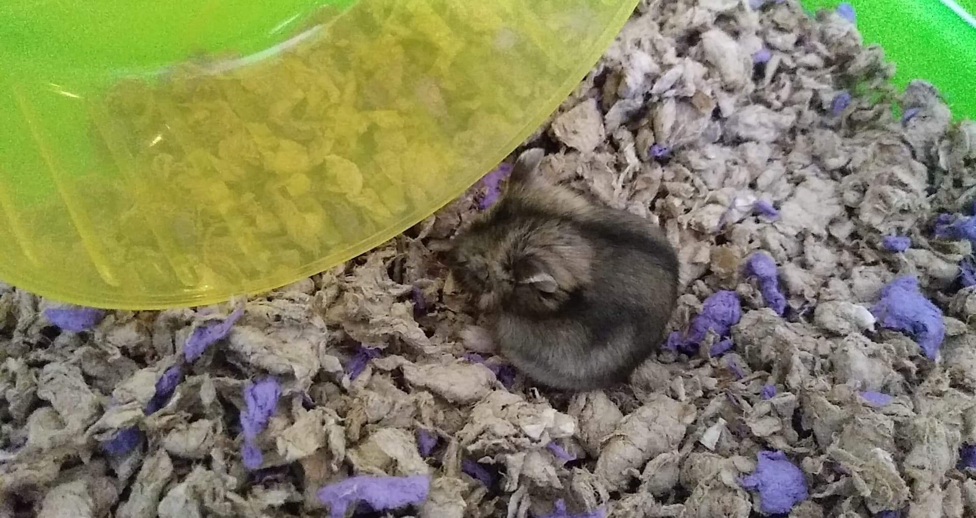 We got this little girl at Petco today. Her eyes are shut closed and