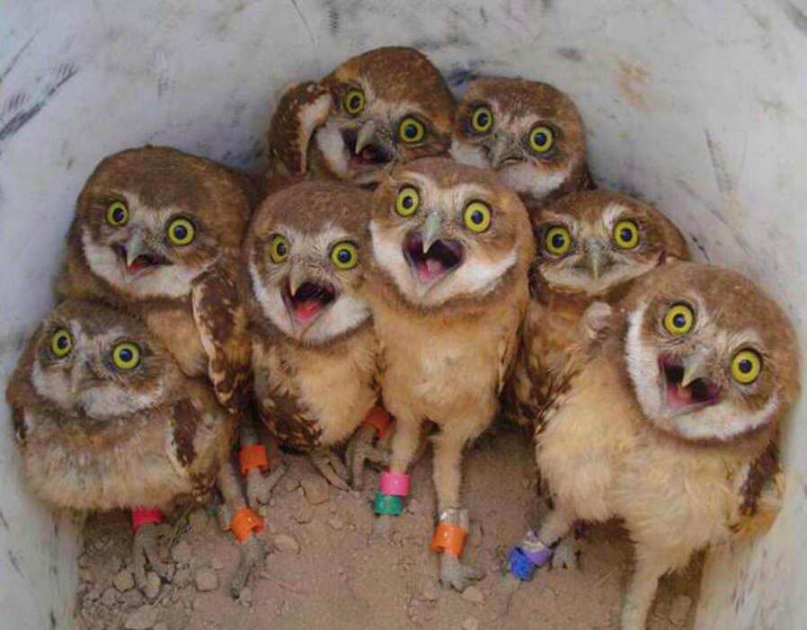 A group of happily surprised baby owls r/aww
