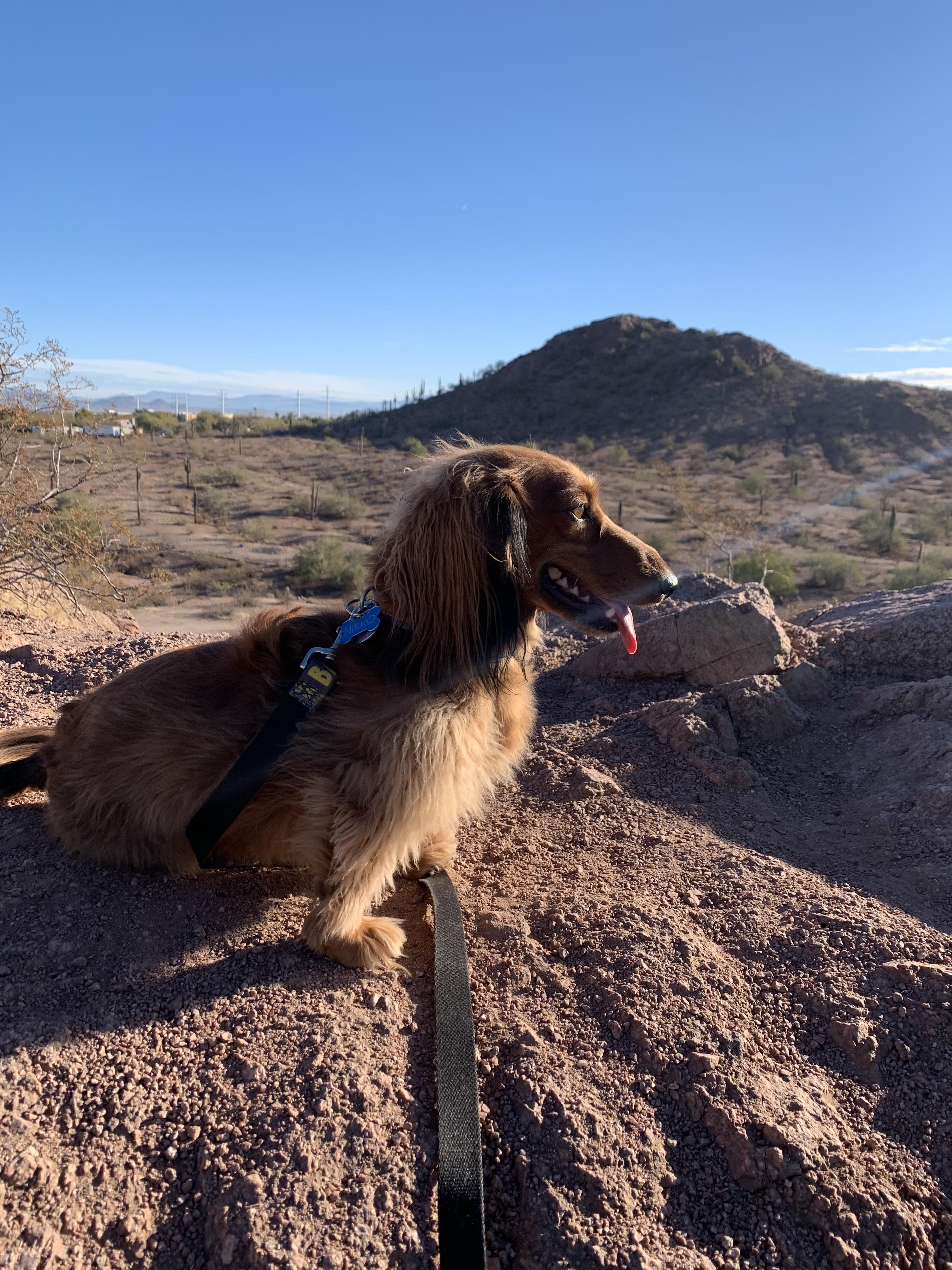 Best hiking partner r/Dachshund