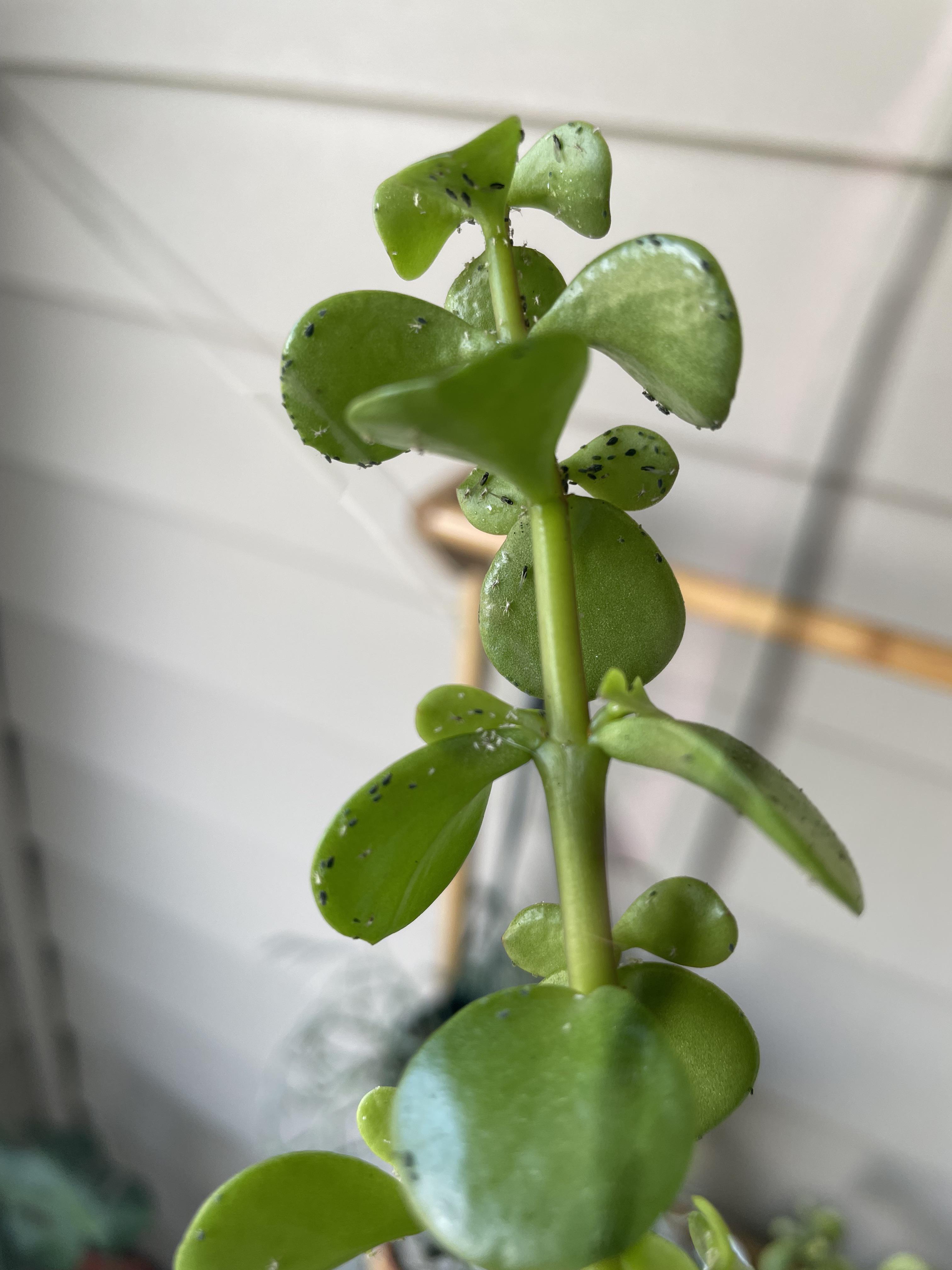 What are these bugs on my bonsai? Are they dangerous to my plant? r