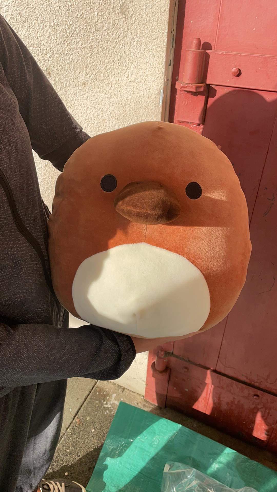 Santino 😎 out in the wild (the owner took him out of vacuum seal for the photo) follow my