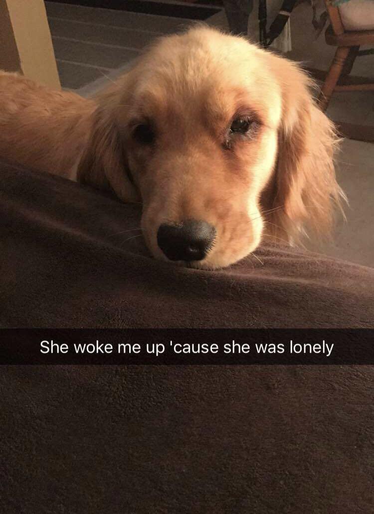 I fell asleep early last night r/aww