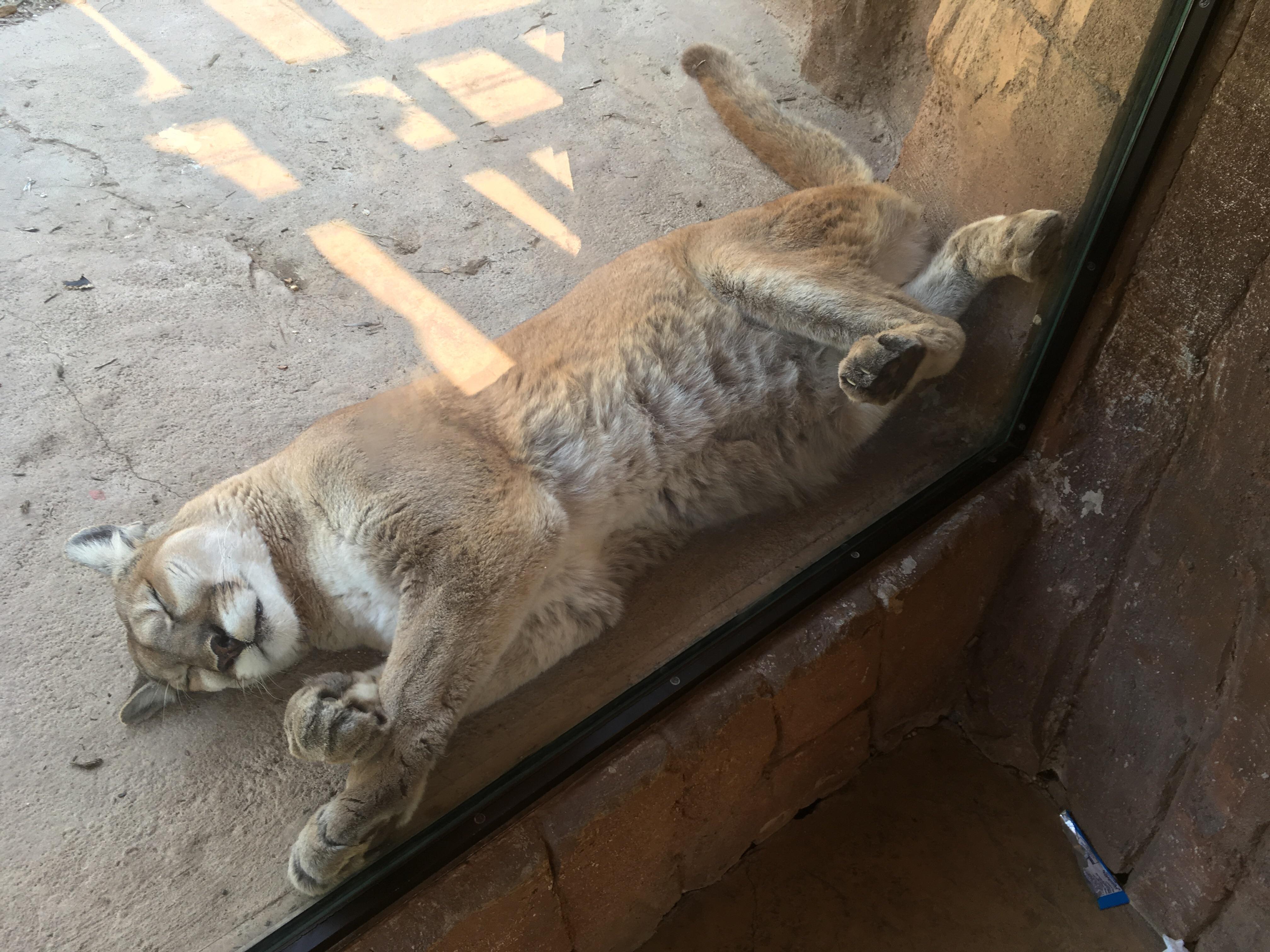 Today at the Turtleback Zoo, NJ. Further proof that big cats are house cats at heart! r/aww