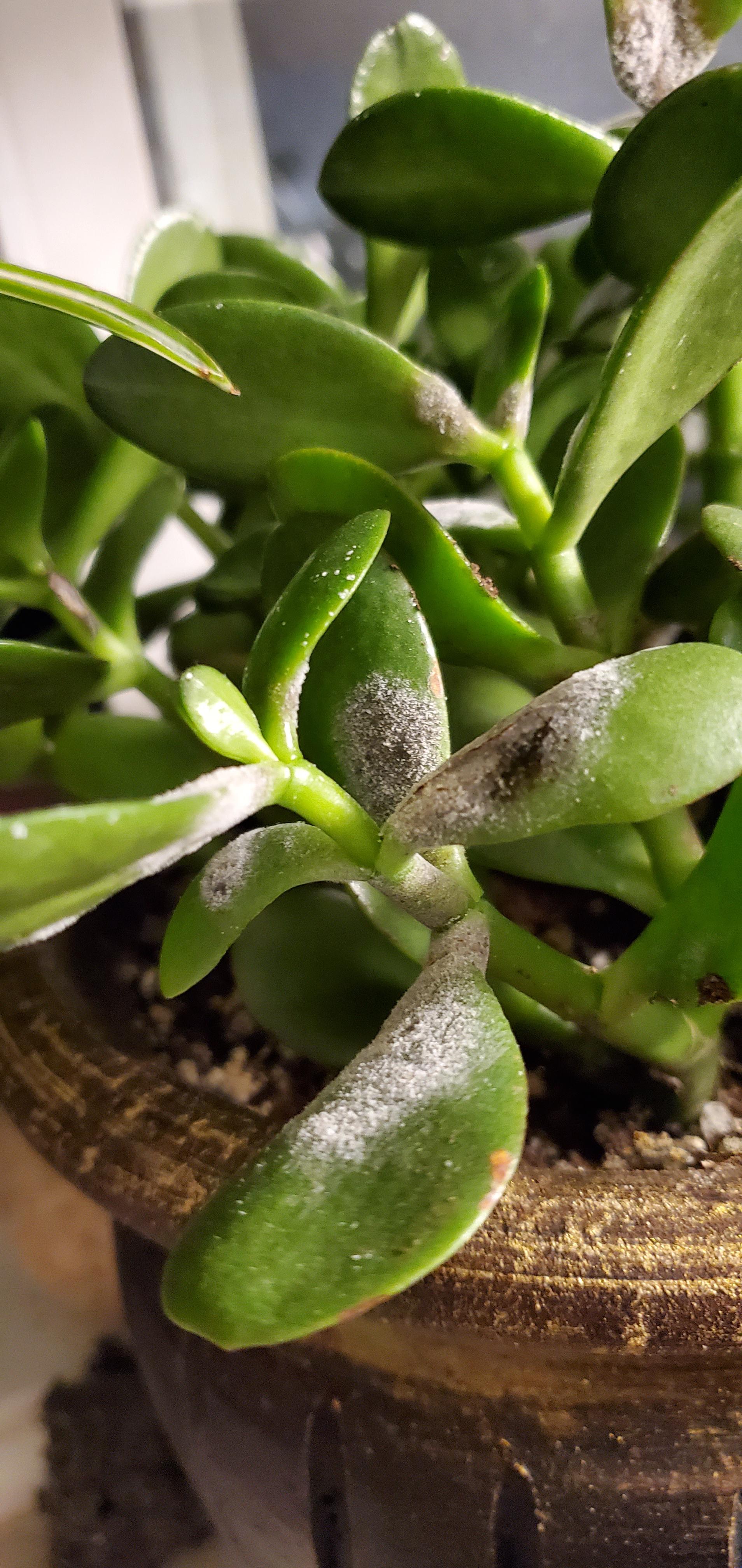 This white stuff has shown up on my Jade Plant. What is it and how do I