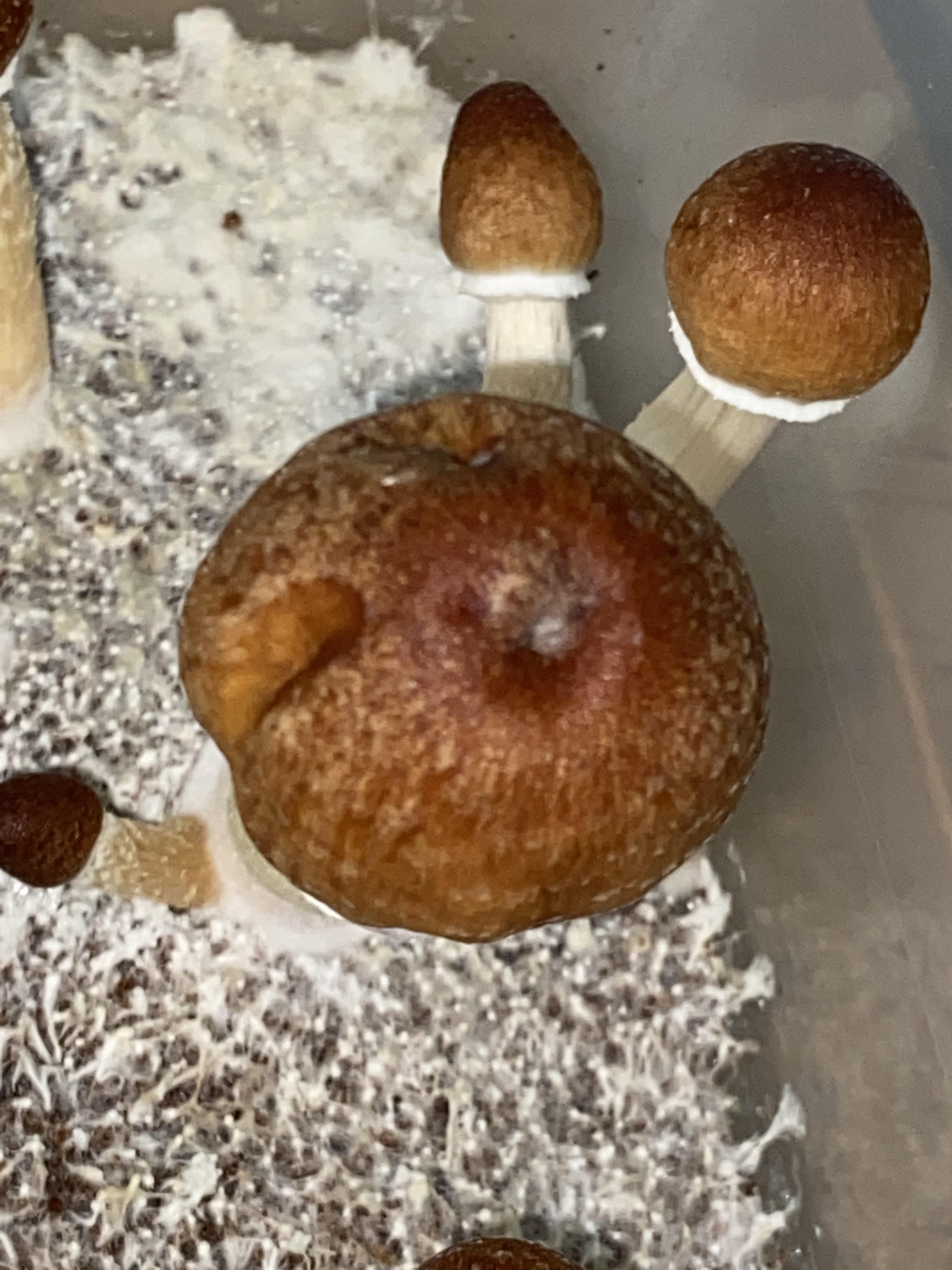 Safe to eat? Looks maybe like bacterial blotch. There’s a sour smell