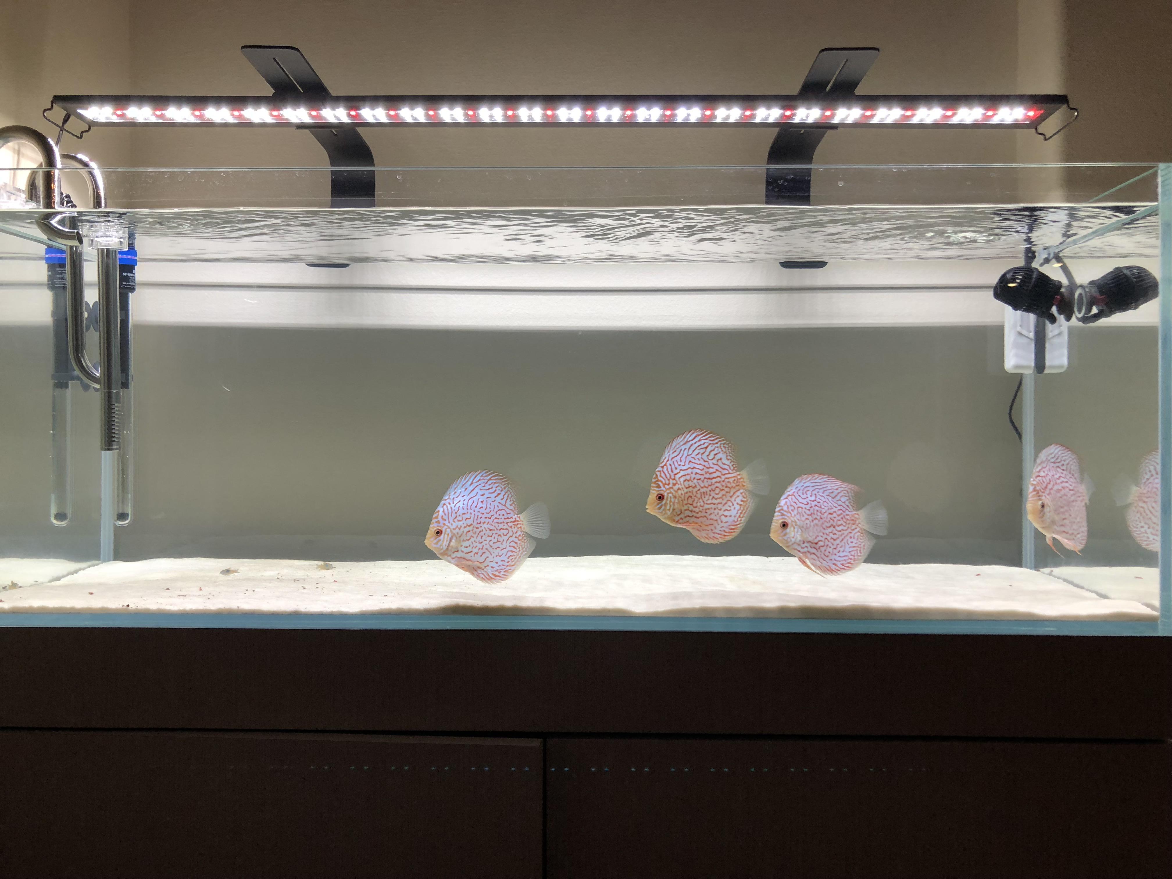 Advice for companion fish to add. 60 Gallon currently 4 discus and 5