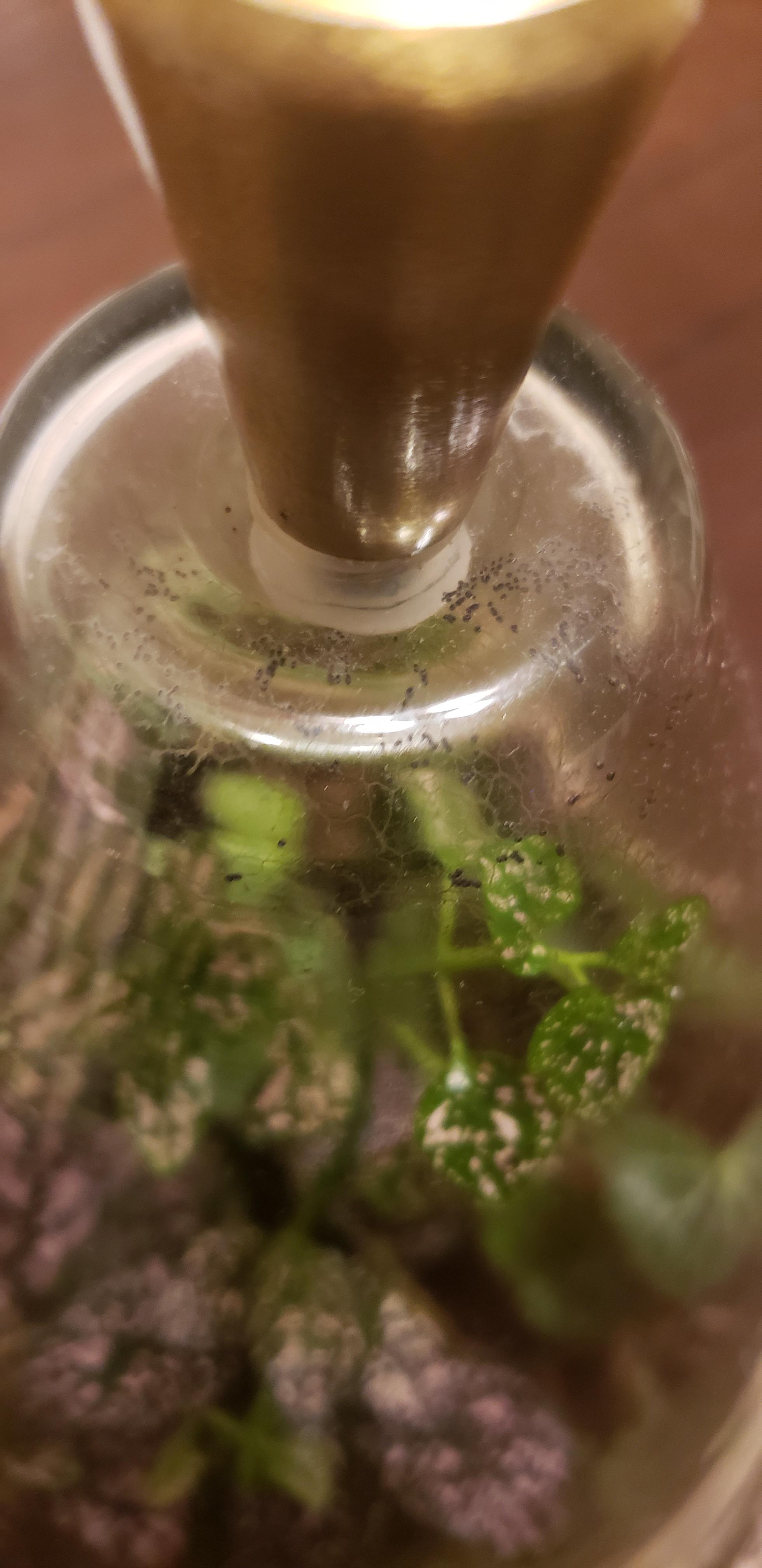 Are these fruit fly eggs in my terrarium?! What do I do??? plants