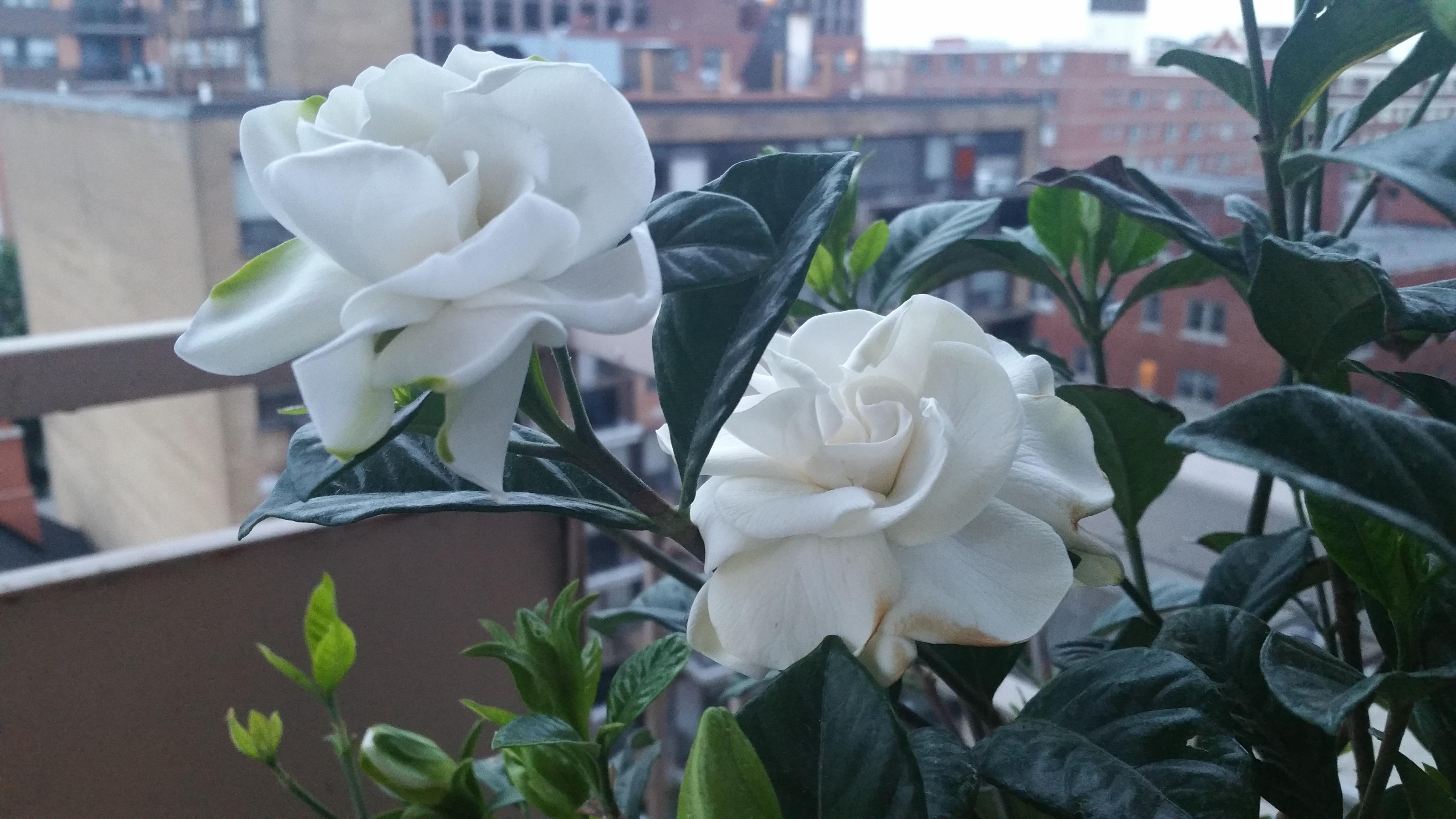 First flowers I've ever grown! Love the smell of these gardenias. r