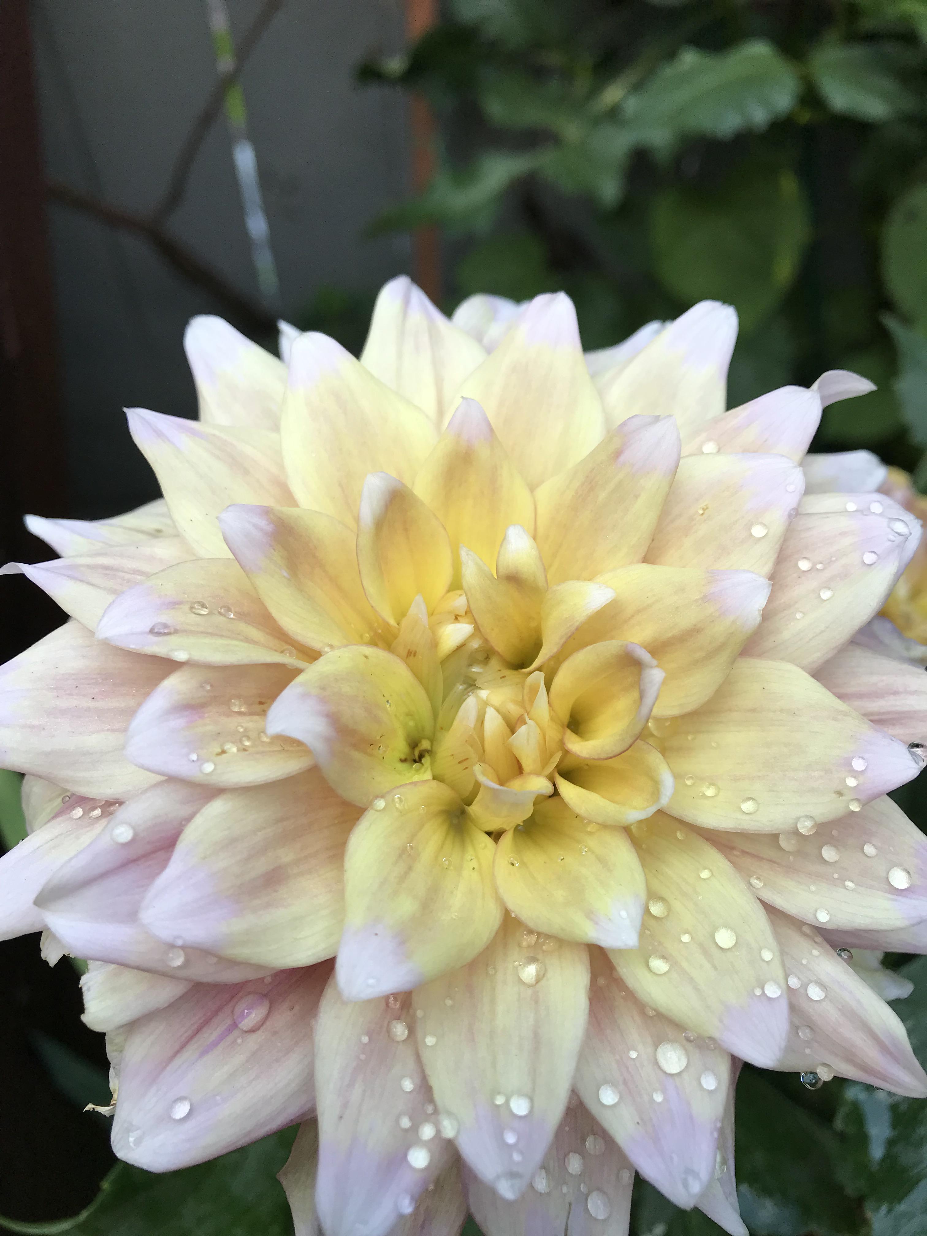 Just bloomed our back. flowers