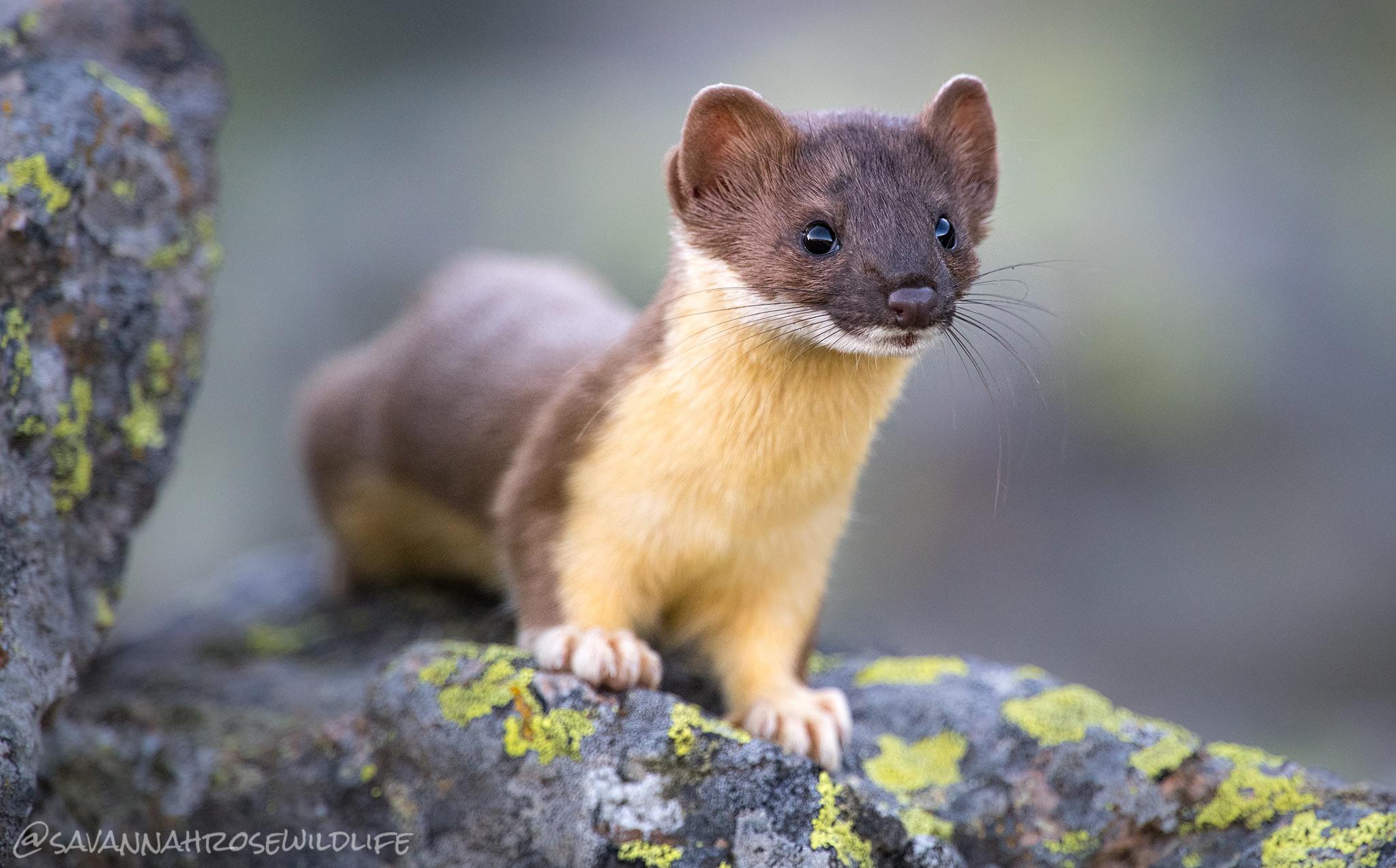 An adorable long tailed weasel in Yellowstone National Park r/aww
