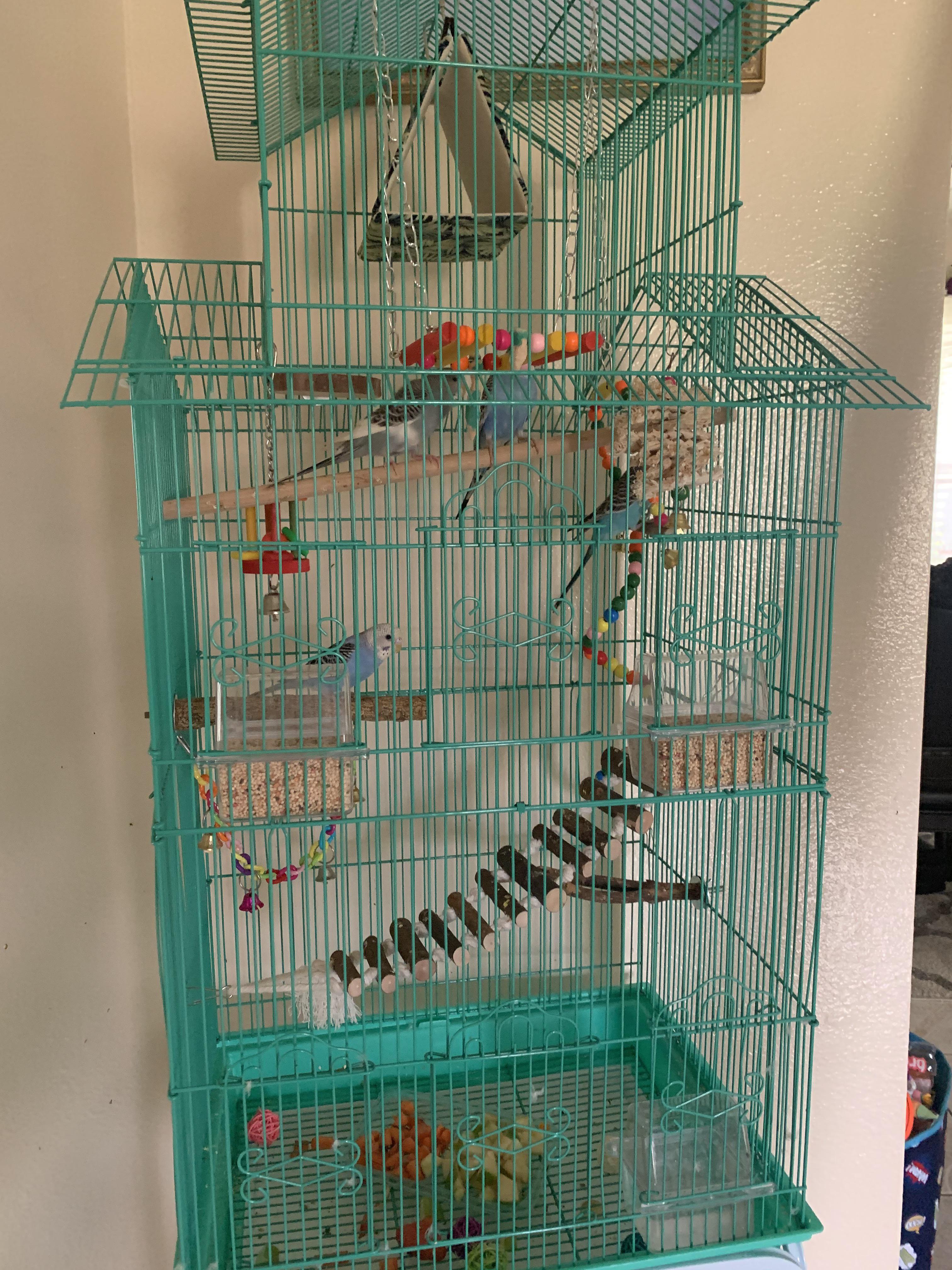 Is this cage for 4 budgies okay? Debating on getting a bigger one, and