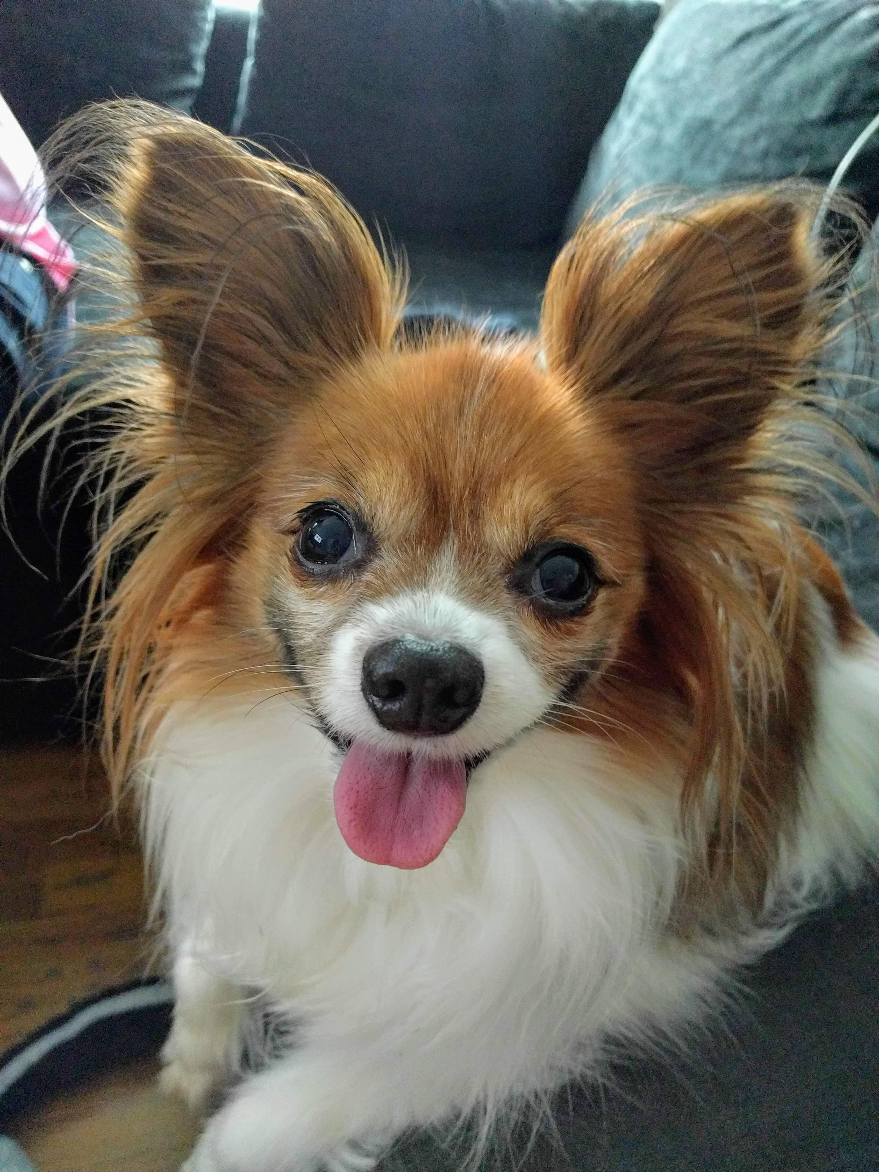 My 10 year old good girl r/animalssmiling