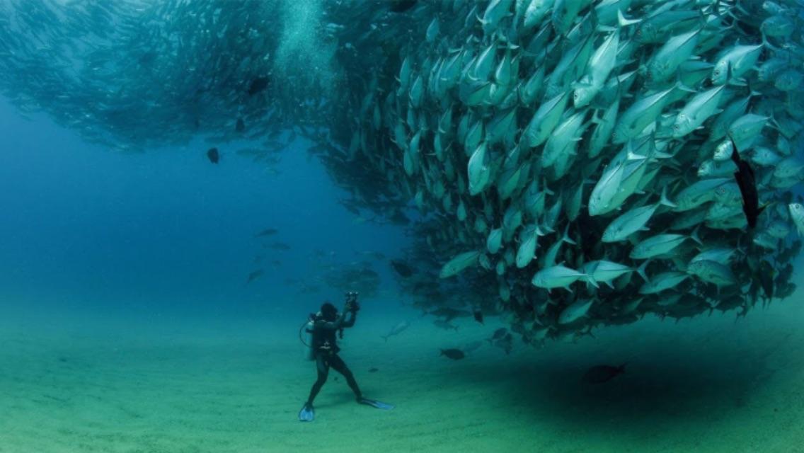 Scuba diver taking pictures of a massive school of fish!! 🐟 r/pics