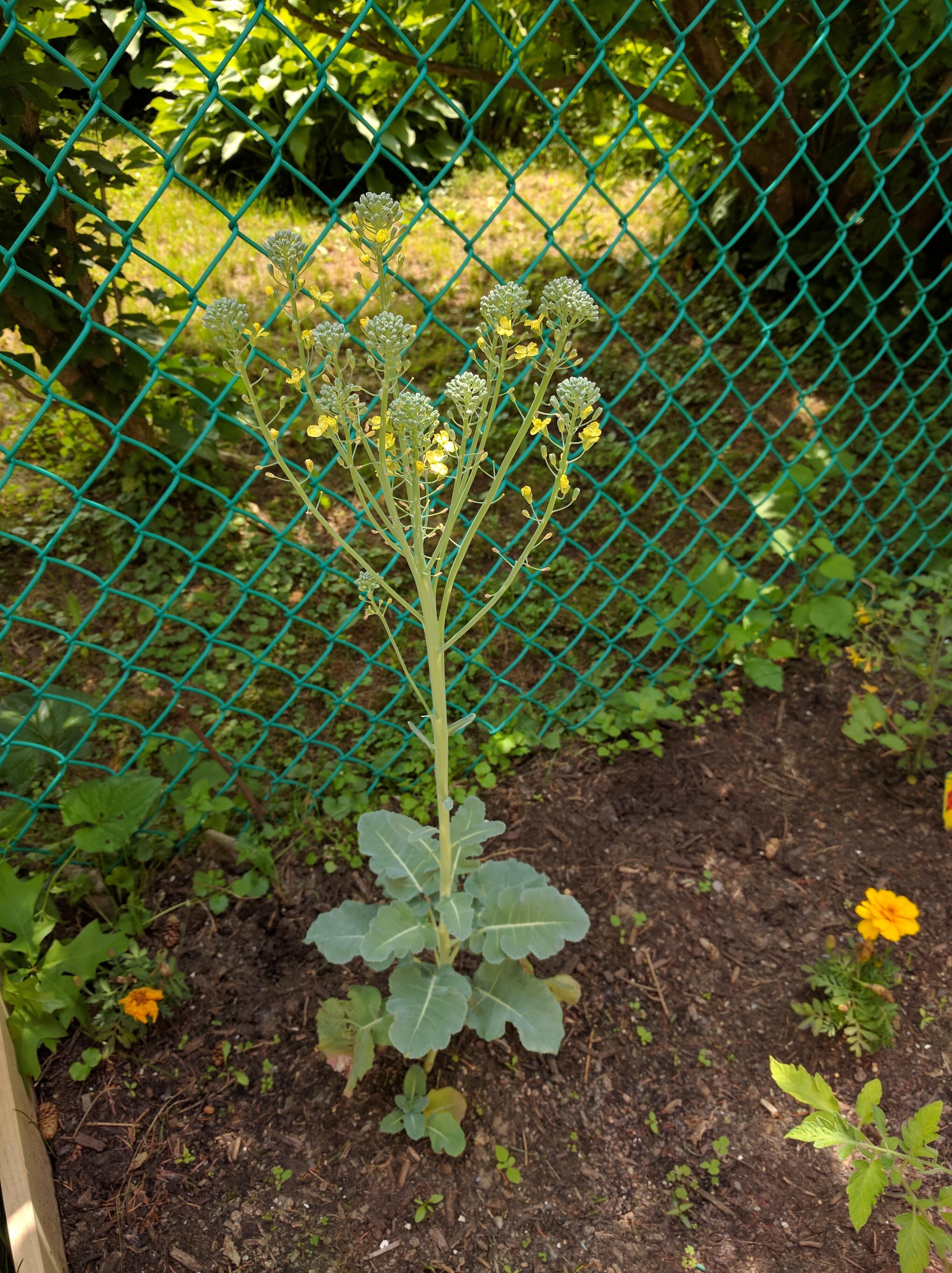 Umm why is my broccoli doing this and what do I have to do? r/gardening