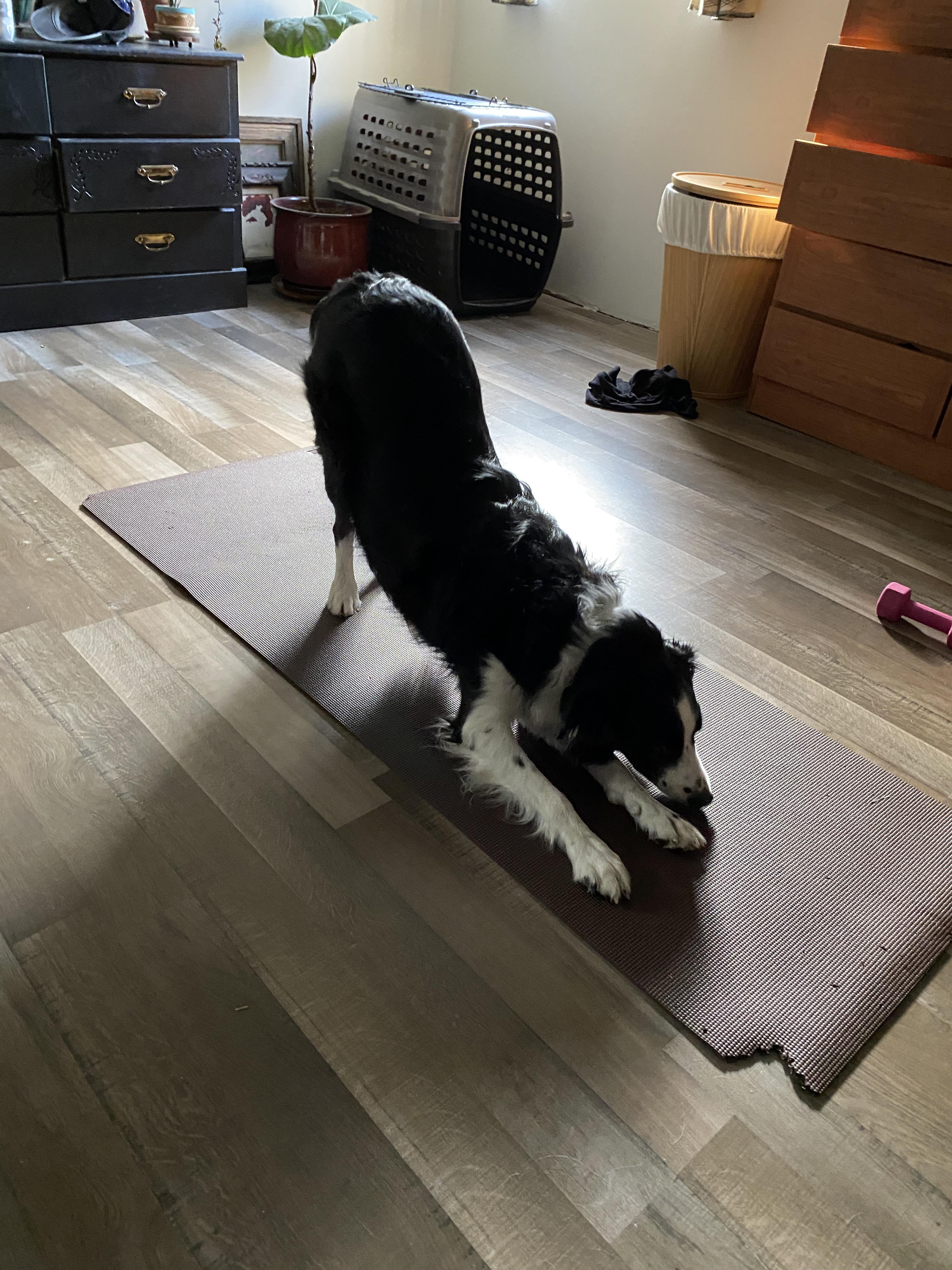 My dog got onto my yoga mat and did the "downwardfacing dog" pose r