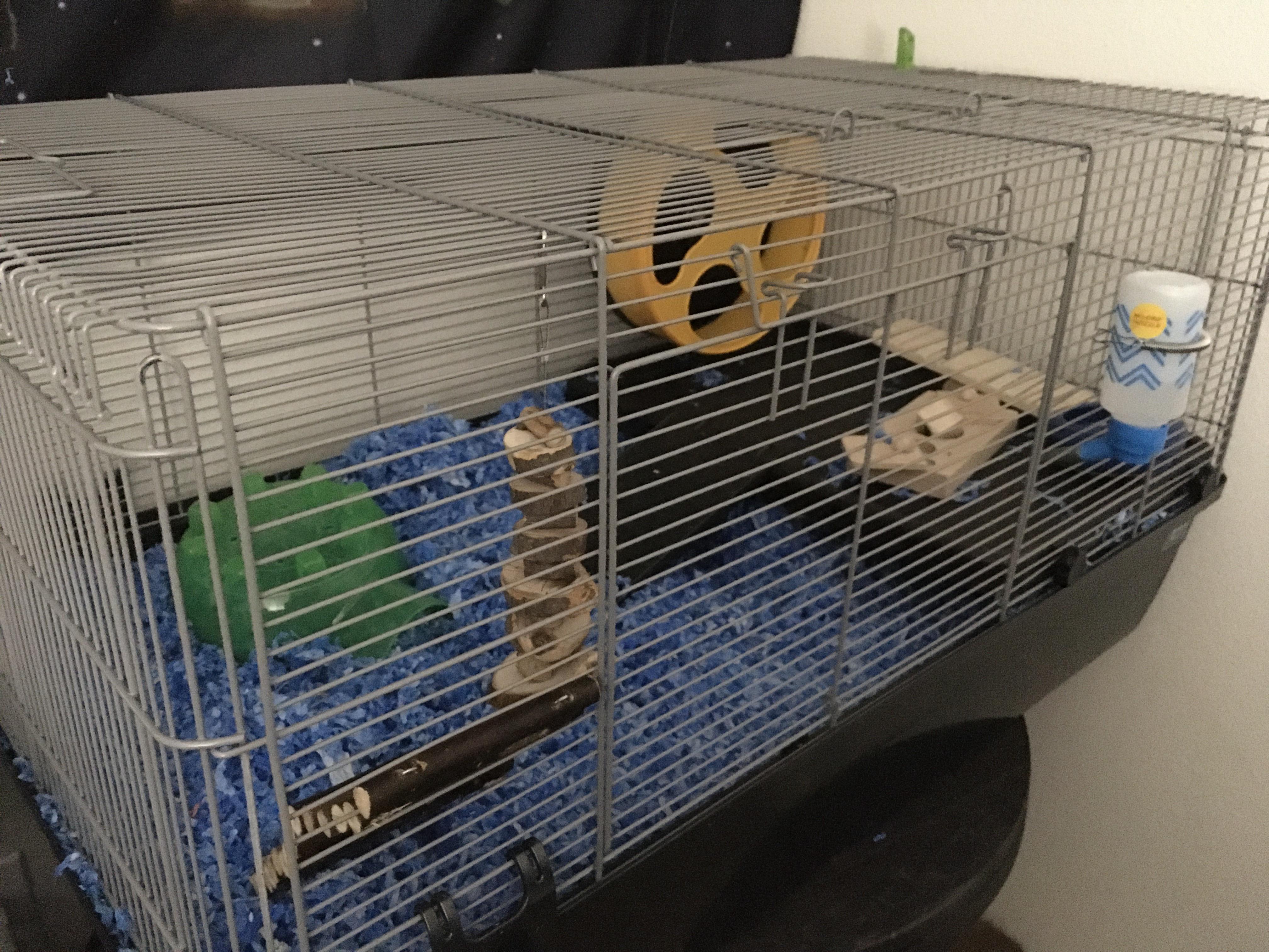 Rate my hamster cage hamsters