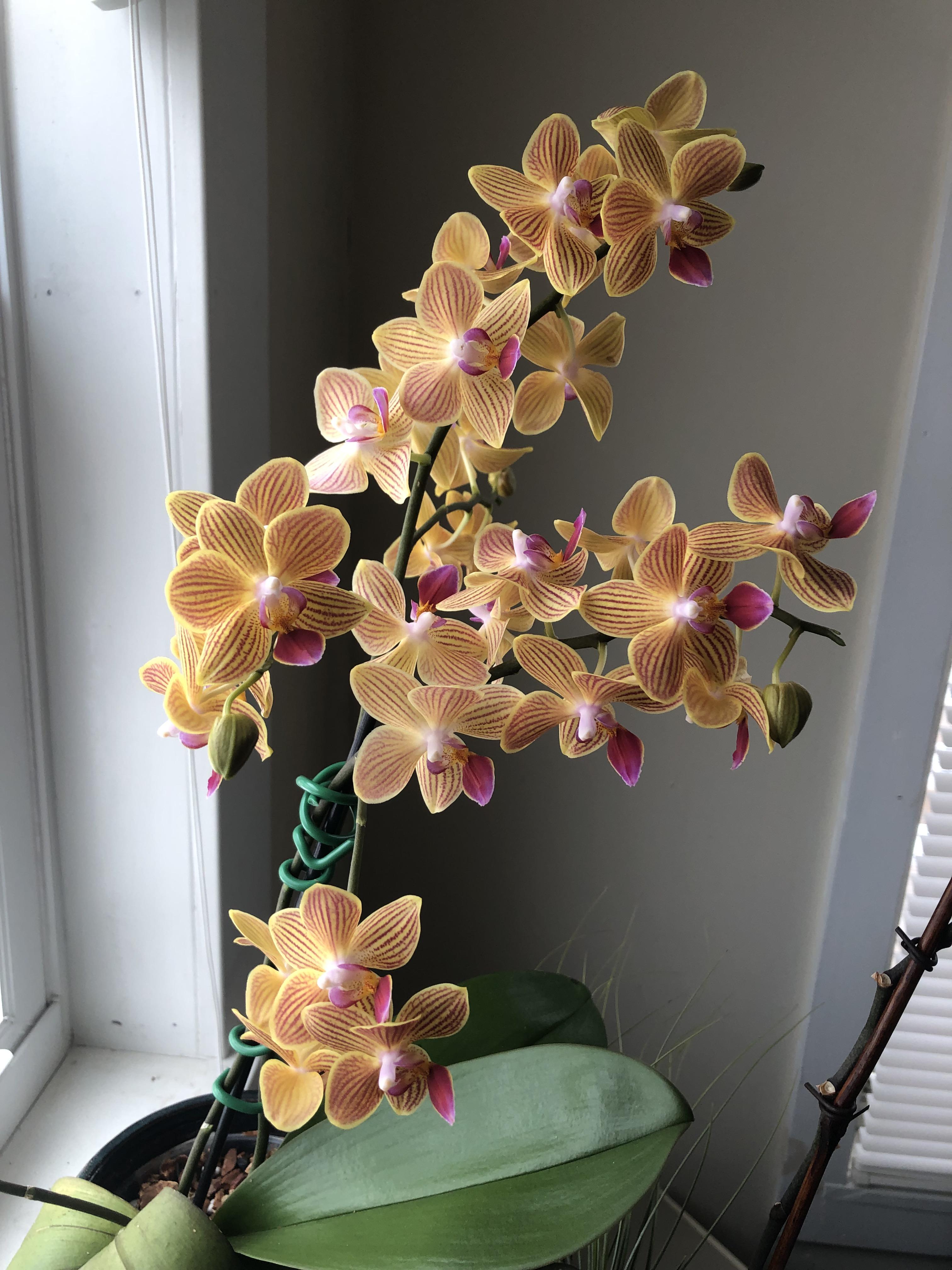 My first orchid on its third year of winter blooms. r/orchids