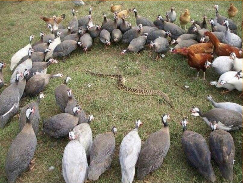 Guinea fowl surrounding a snake r/natureismetal