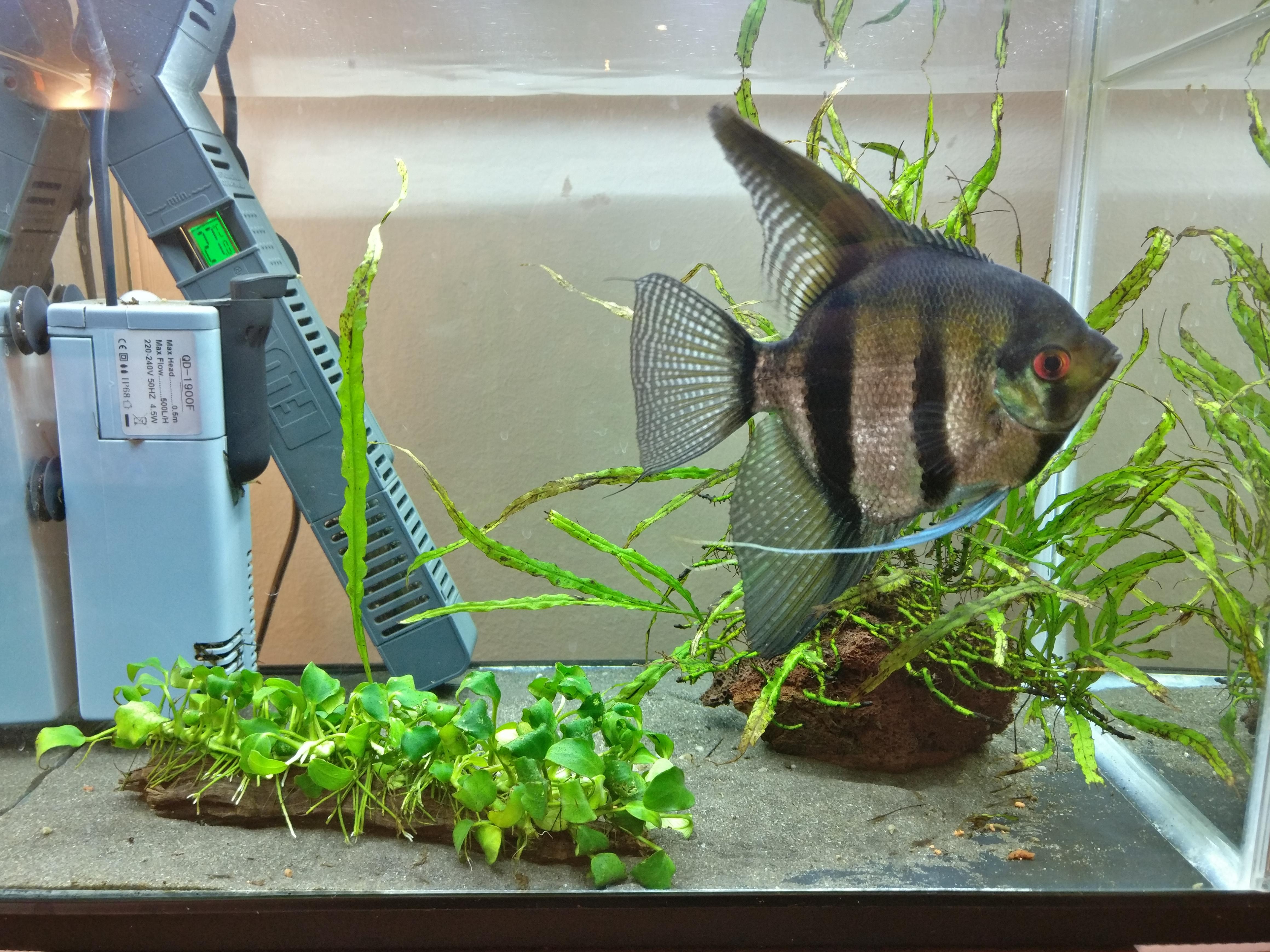 480 best Angelfish images on Pholder Aquariums, Aqua Swap and Angel Fish