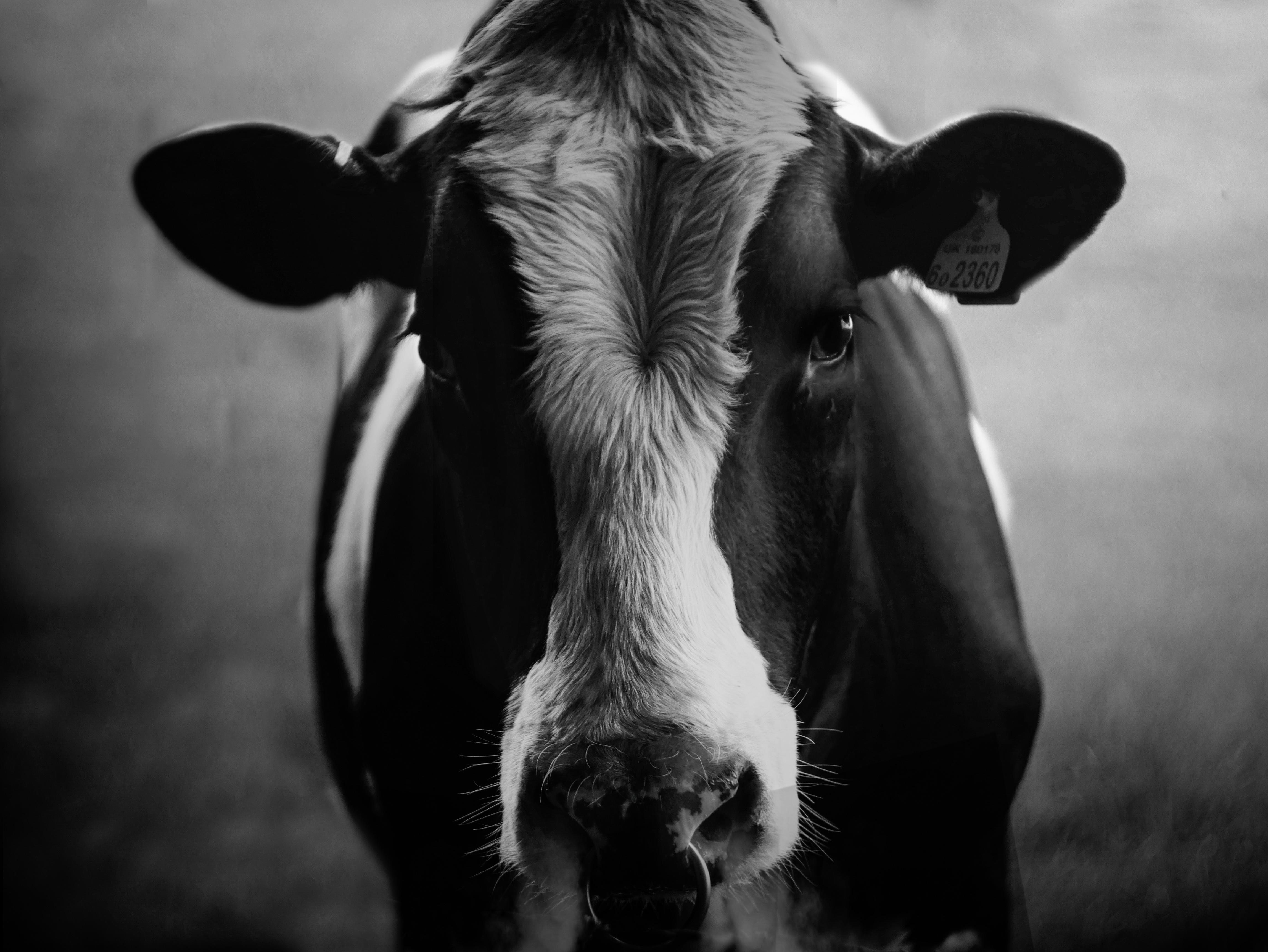 Black and white cow r/photocritique