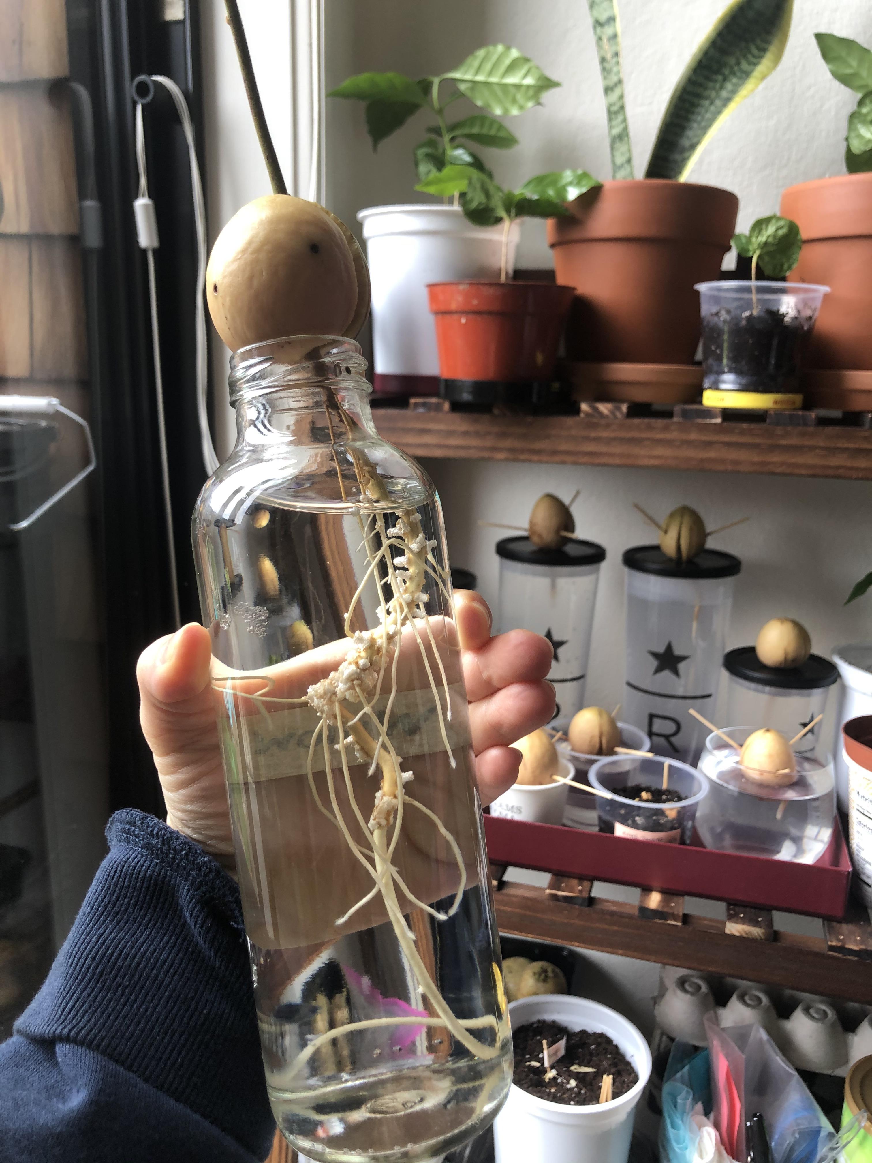 What are these white balls on the roots of my avocado plant? Do I need