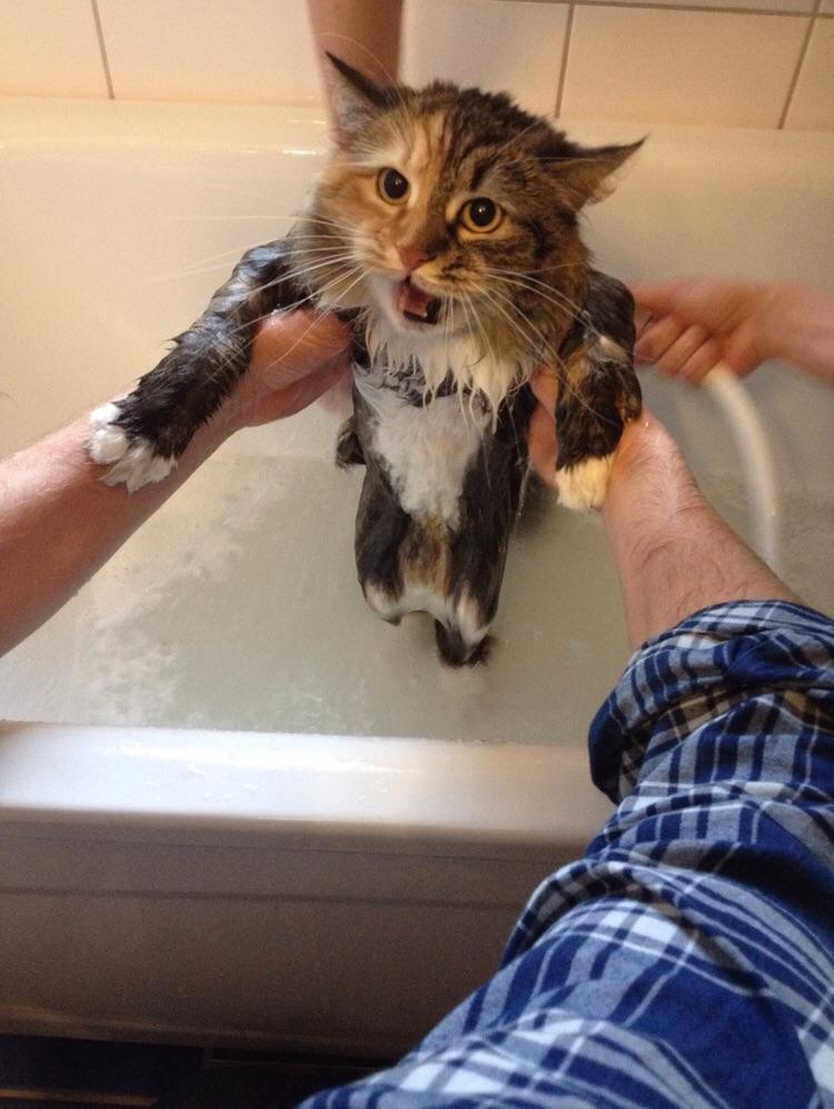 PsBattle Cat taking a shower