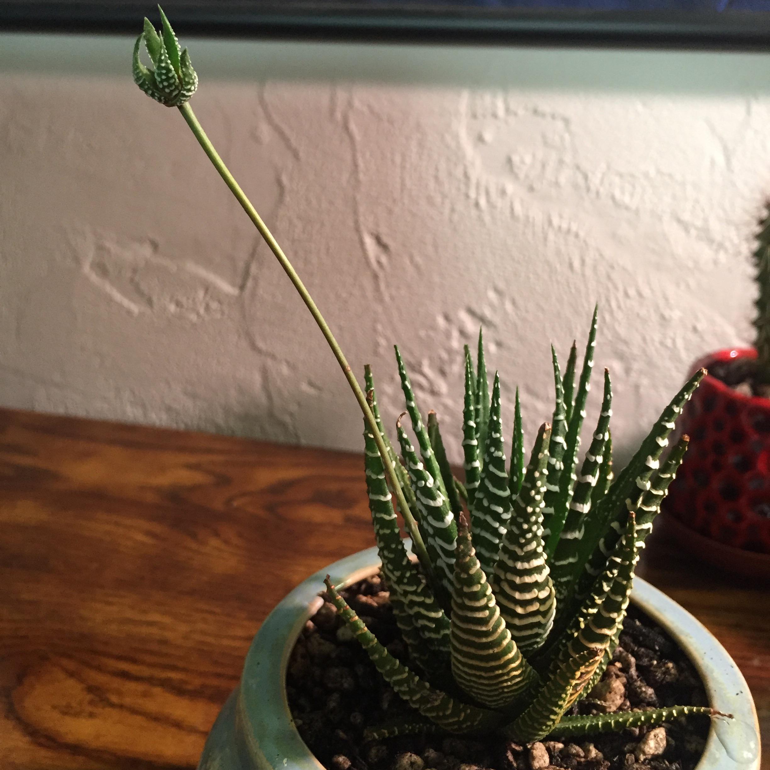 haworthia attenuata developed pup on flower stalk, is this normal? r