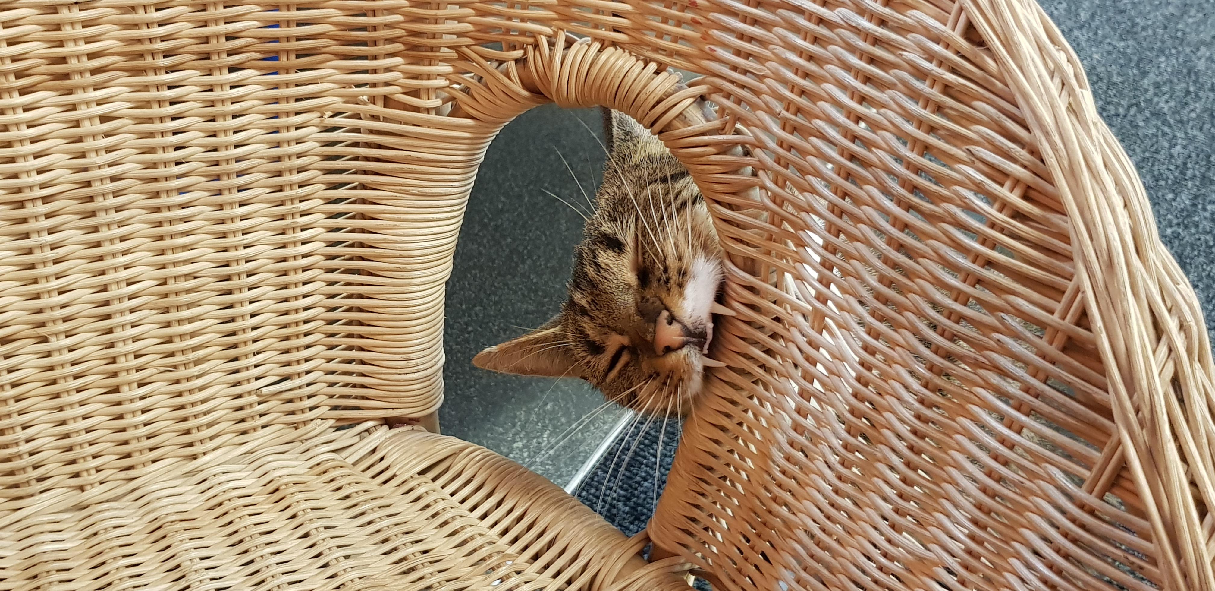 Not a fan of wicker. r/cats