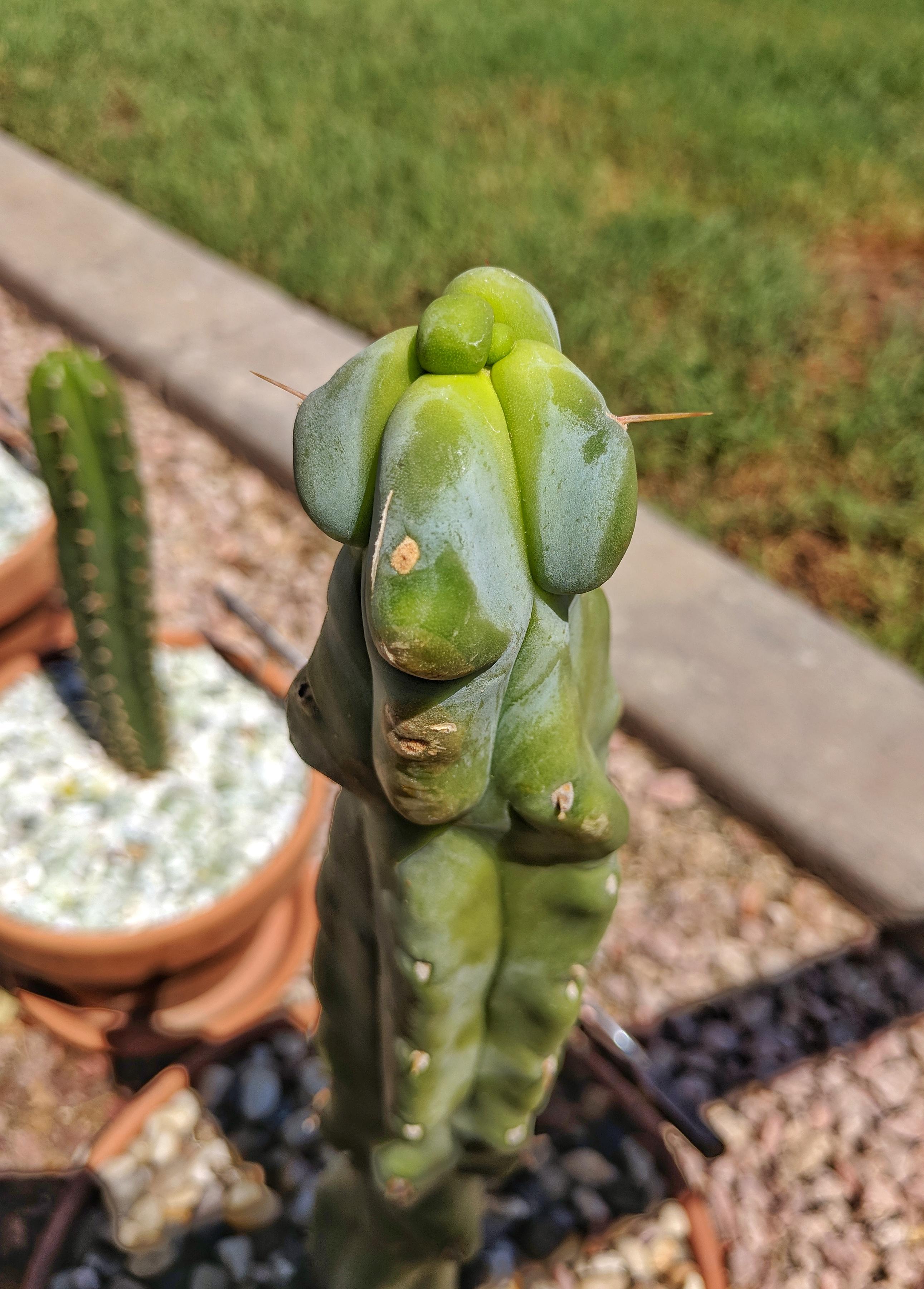 my trichocereus bridgesii 'melted wax' cactus melting in our 109f temps