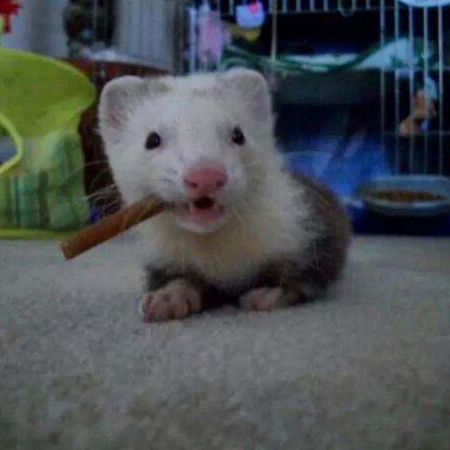 My little buddy from years ago. He always held treats in his mouth like