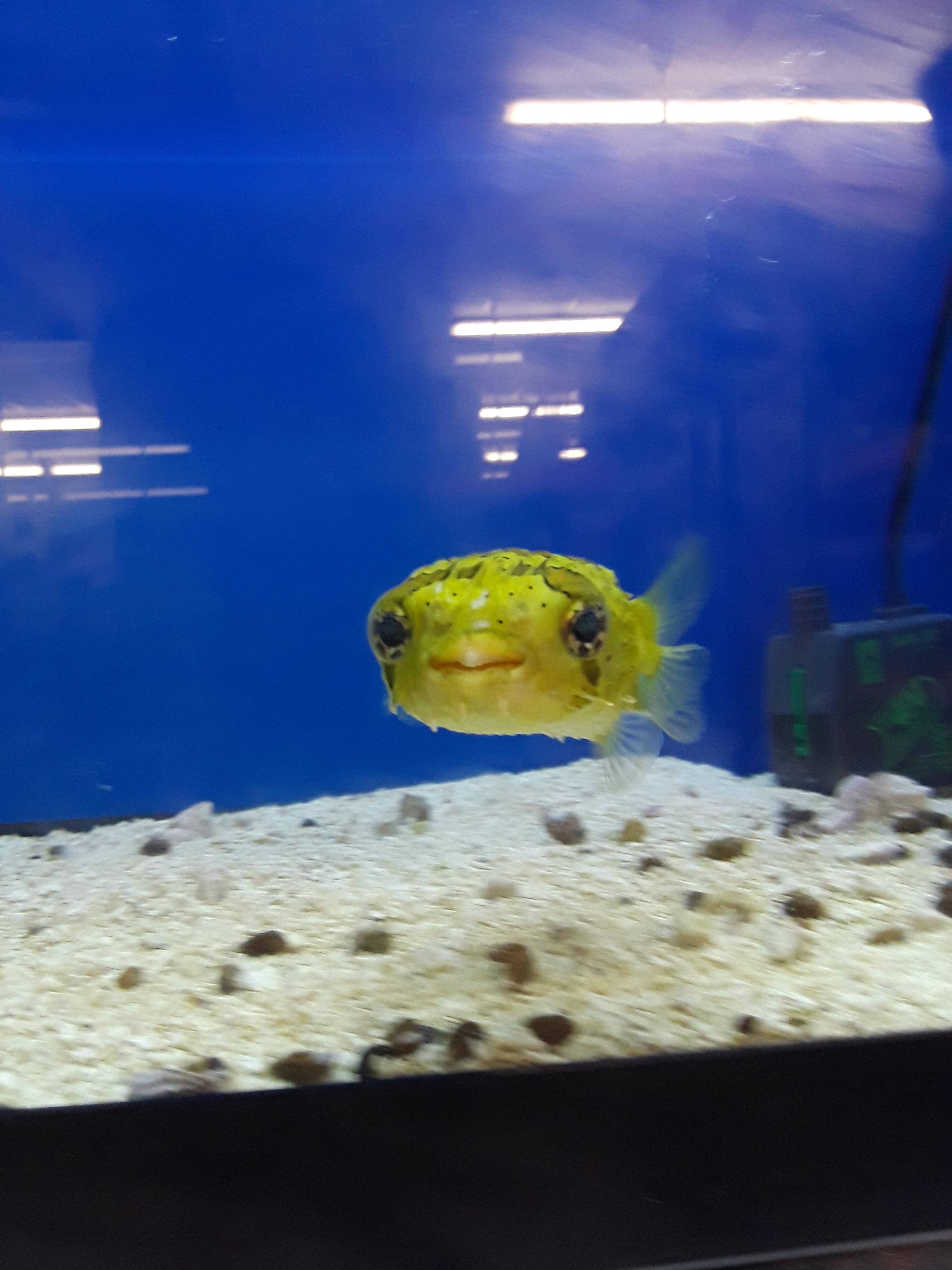 Puffer fish at one of the local pet stores. r/aww