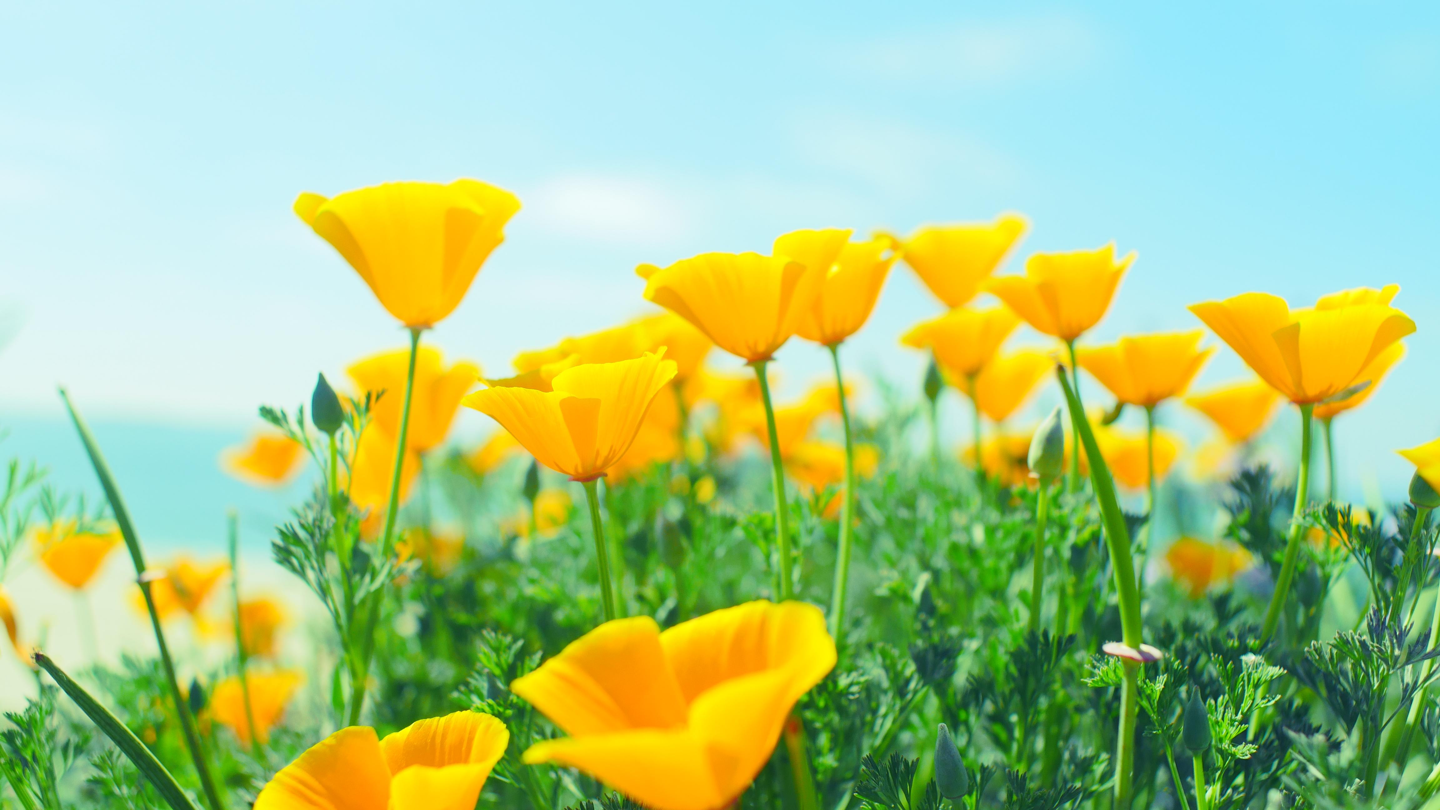 Yellow flowers in Long Beach. [OC] [4608x2592] r/ImagesOfCalifornia