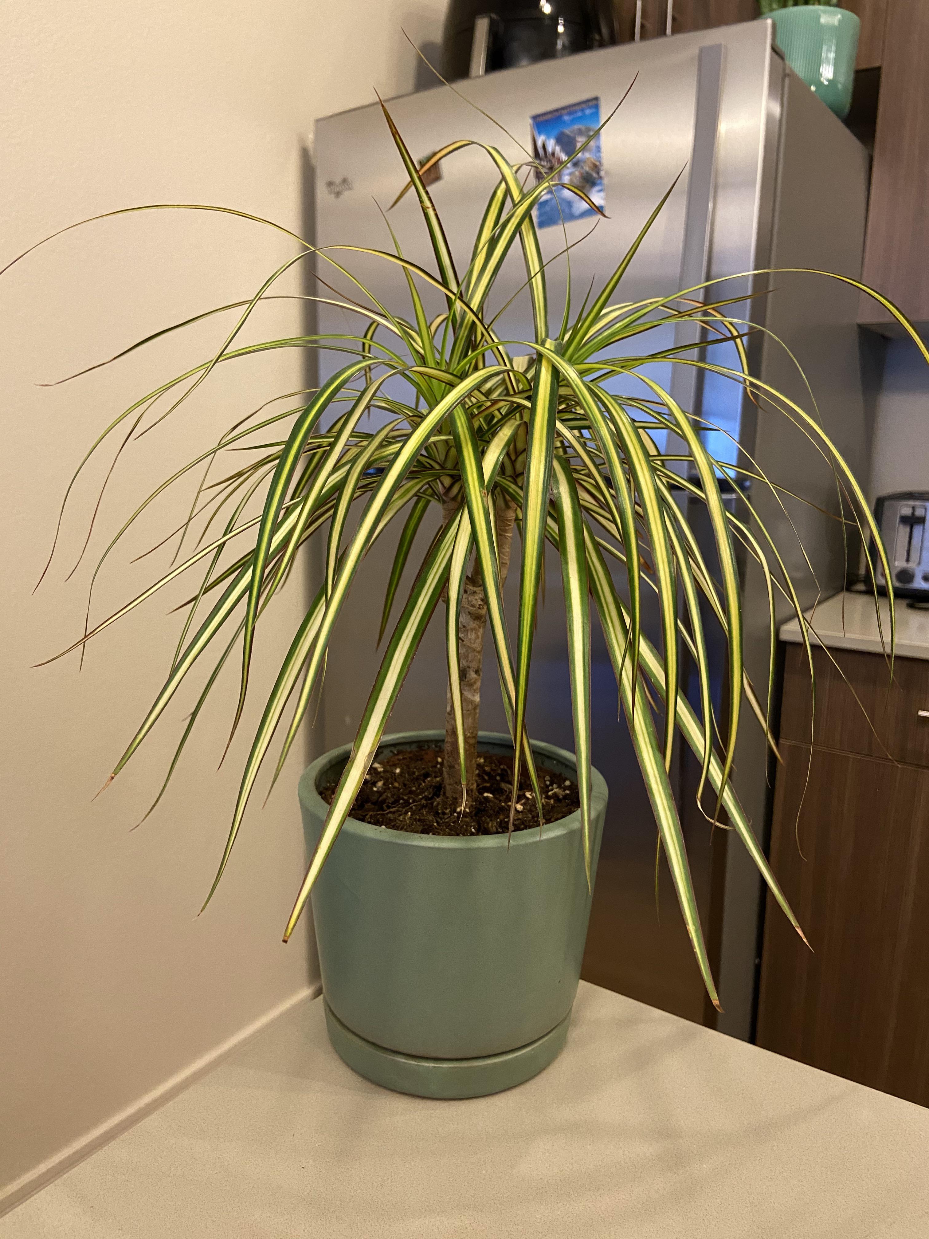 How long do these Dragon plants (dracaena) typically take to grow? Also