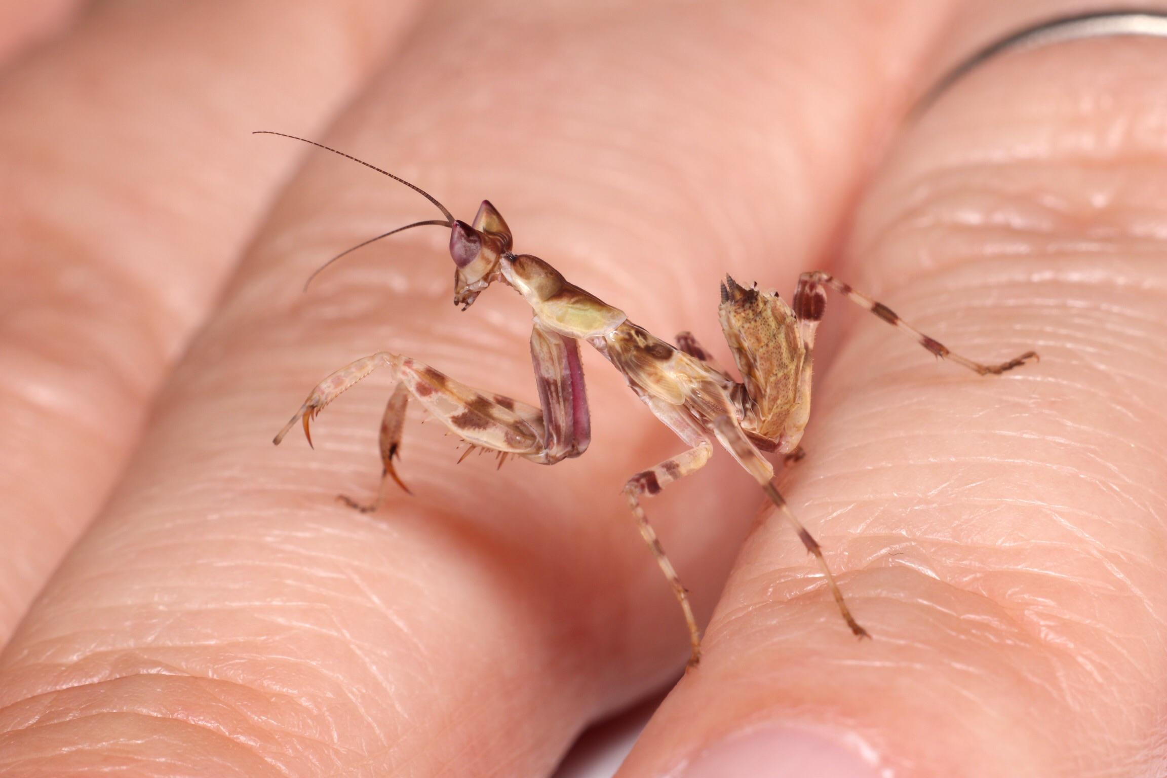 Jeweled Flower Mantis